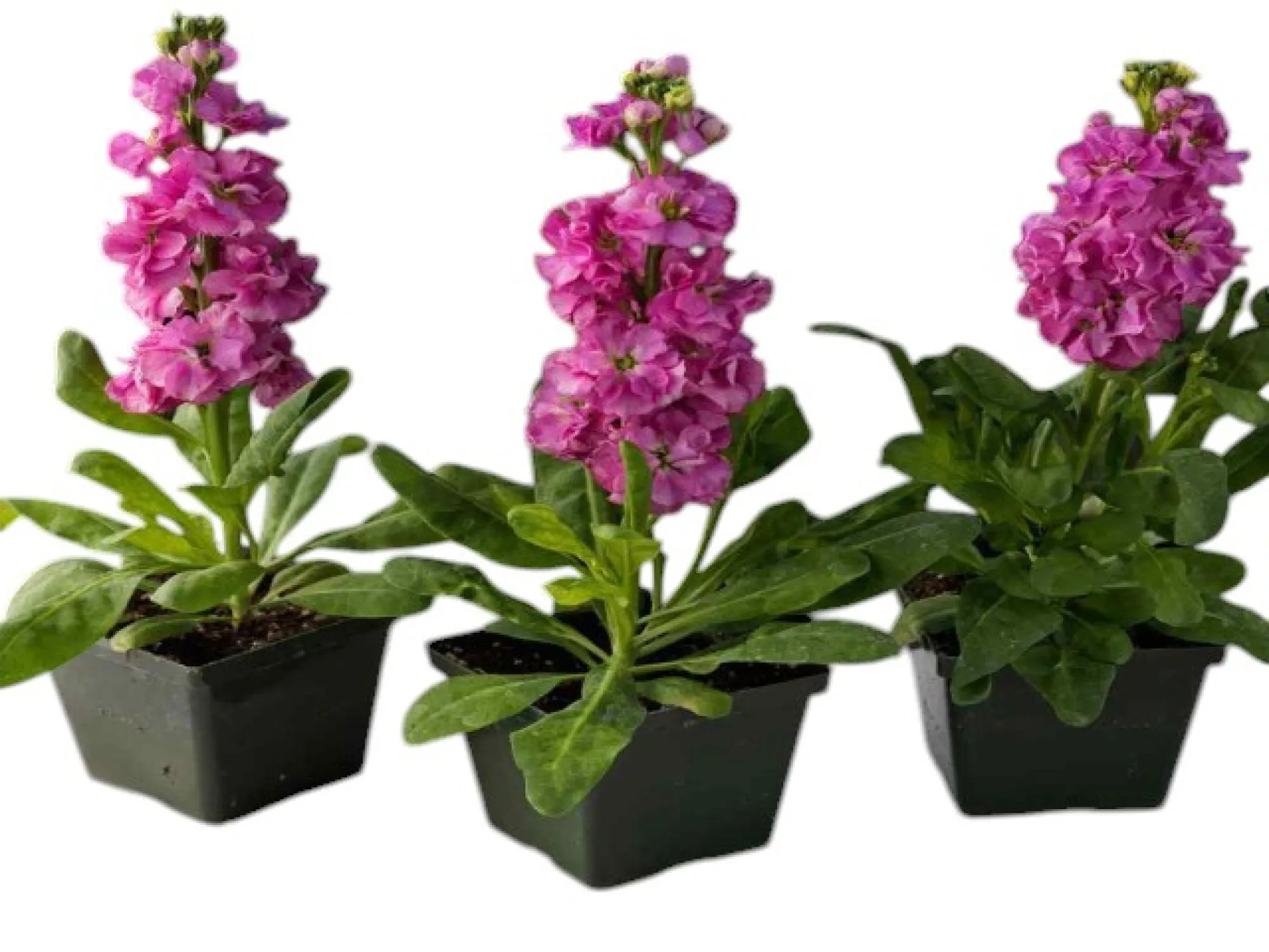 Şebboy (Mathiola incana)