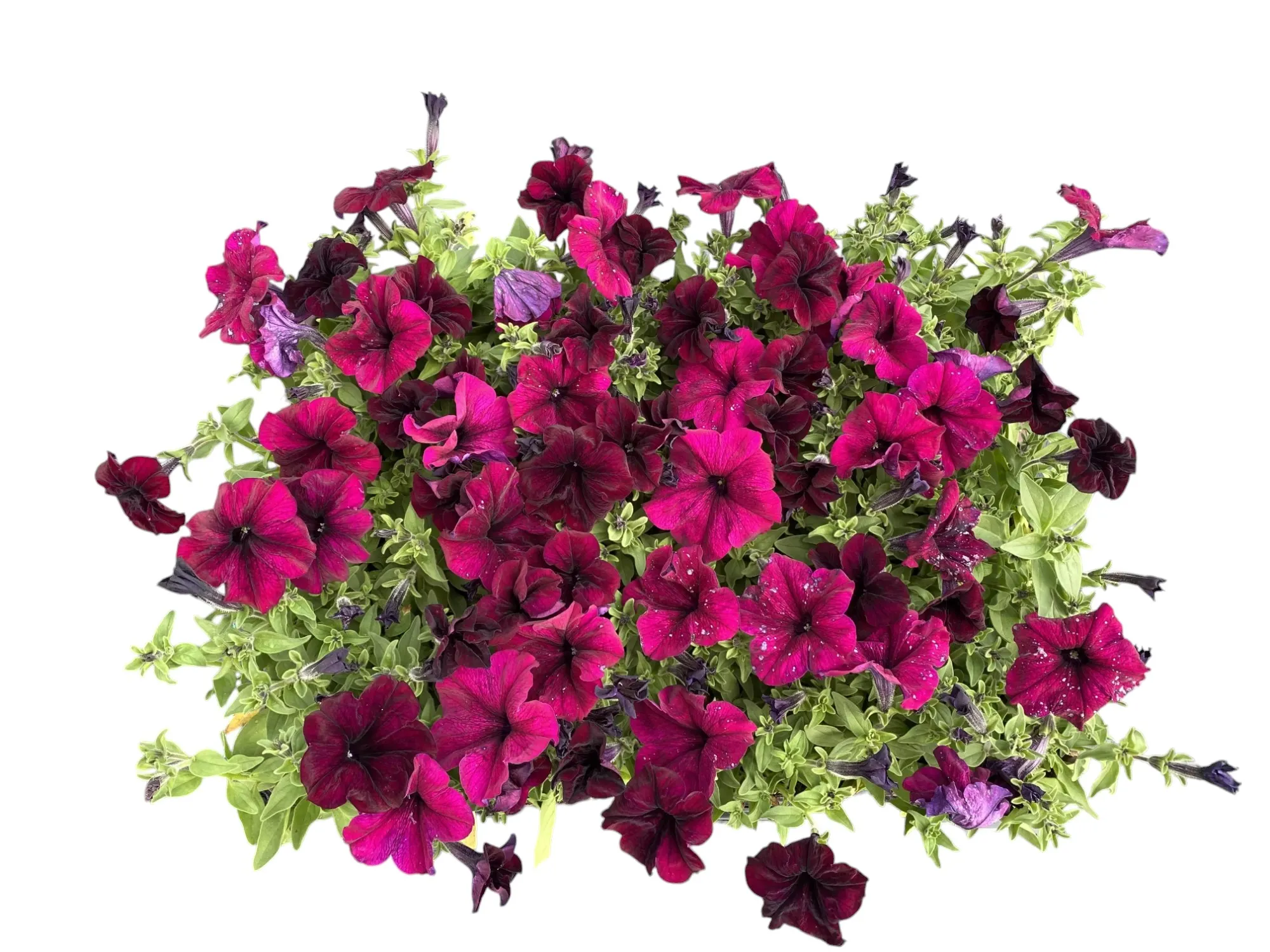 Petunya (Petunia Hybrida)