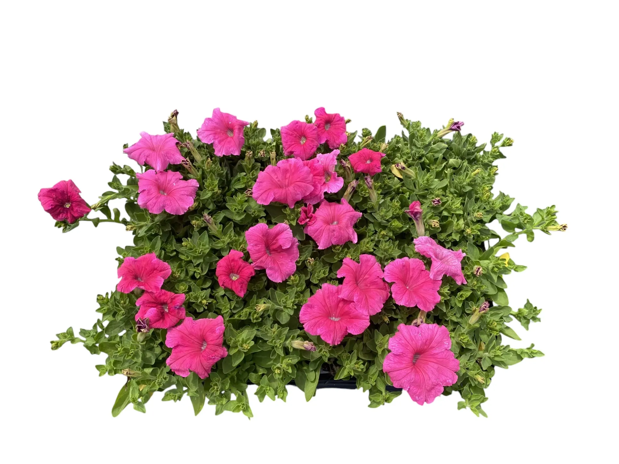 Petunya (Petunia Hybrida)