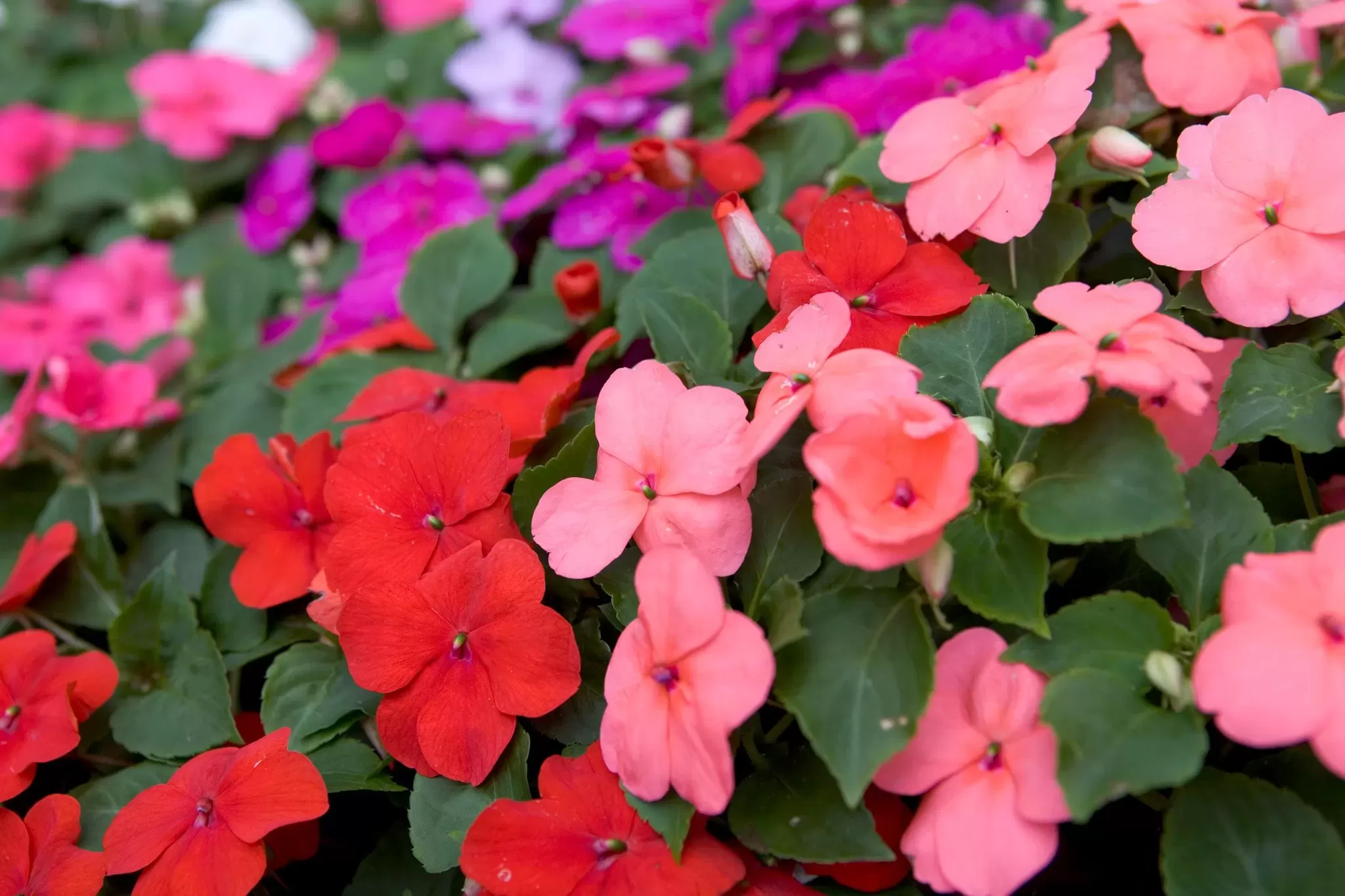 Cam Güzeli (Impatiens)