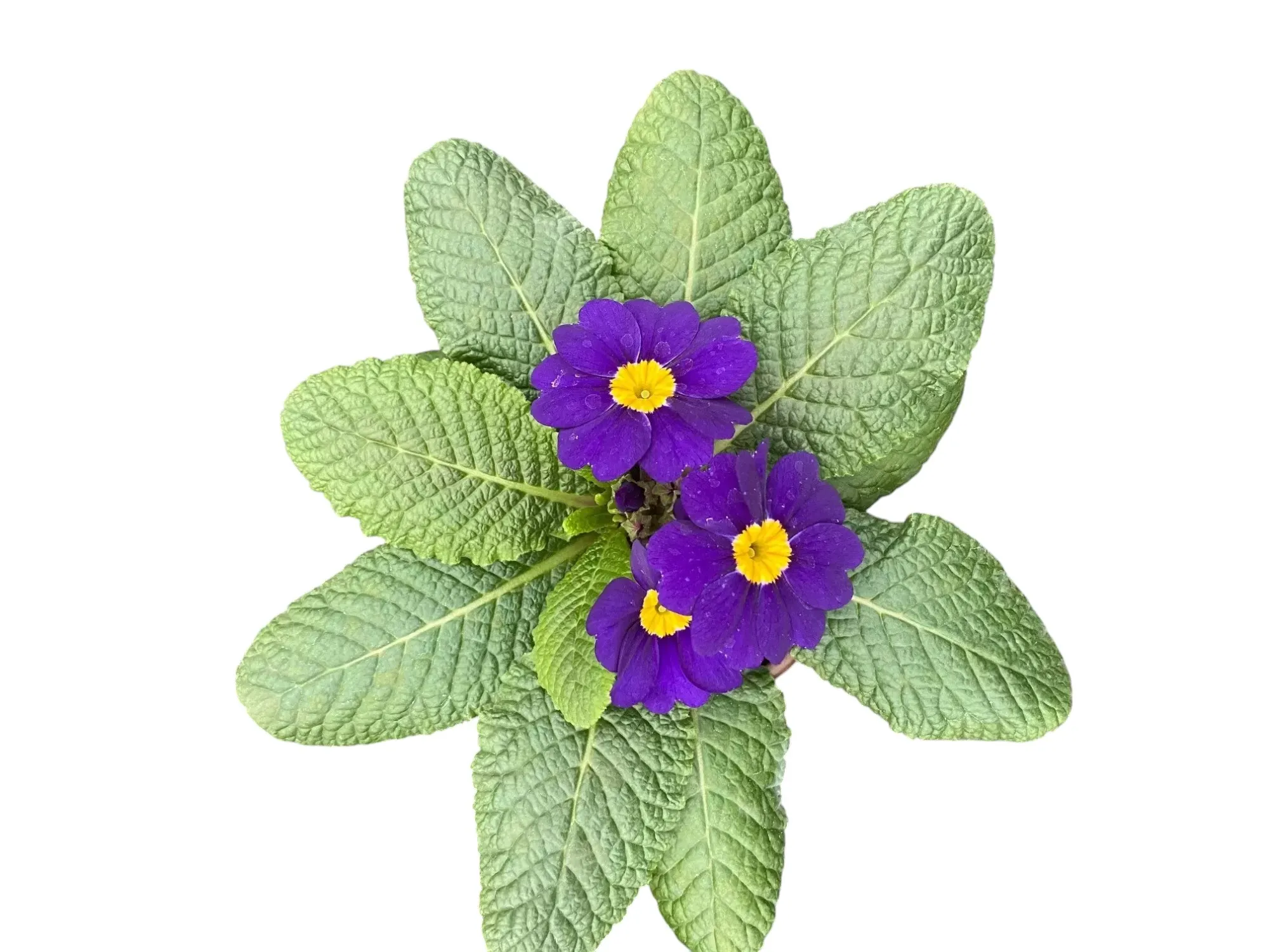 Çuha (Primrose)