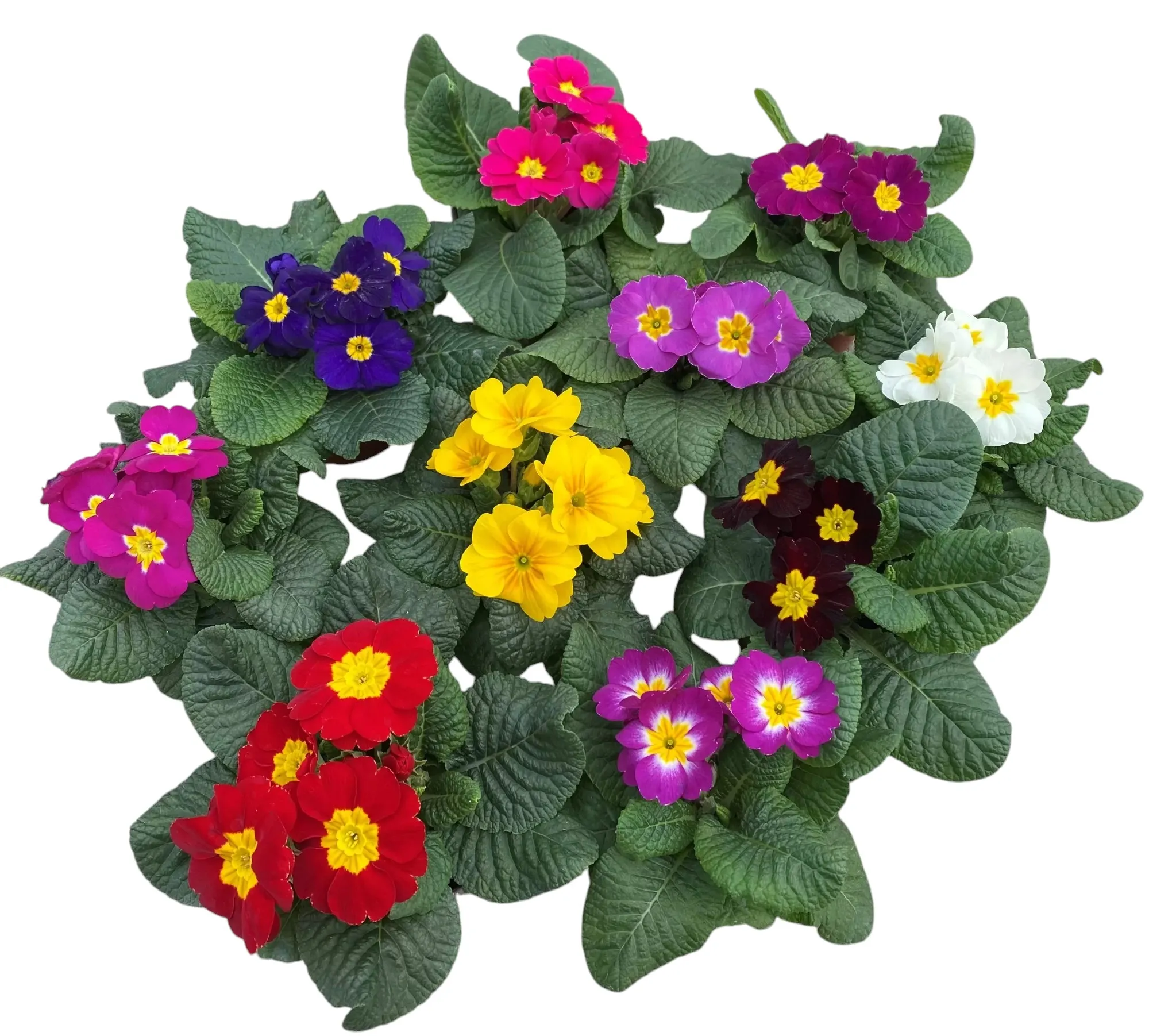 Çuha (Primrose)