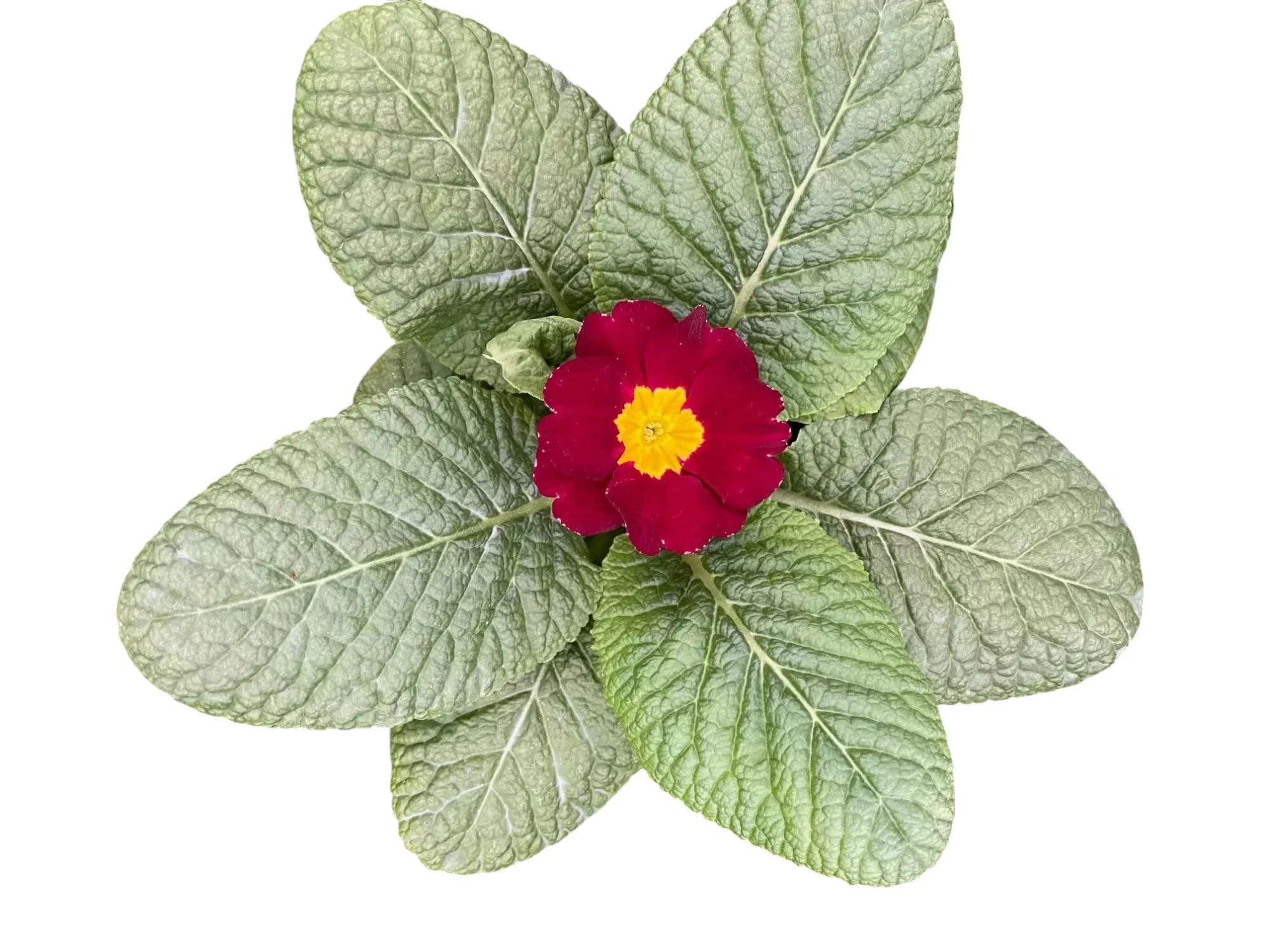 Çuha (Primrose)