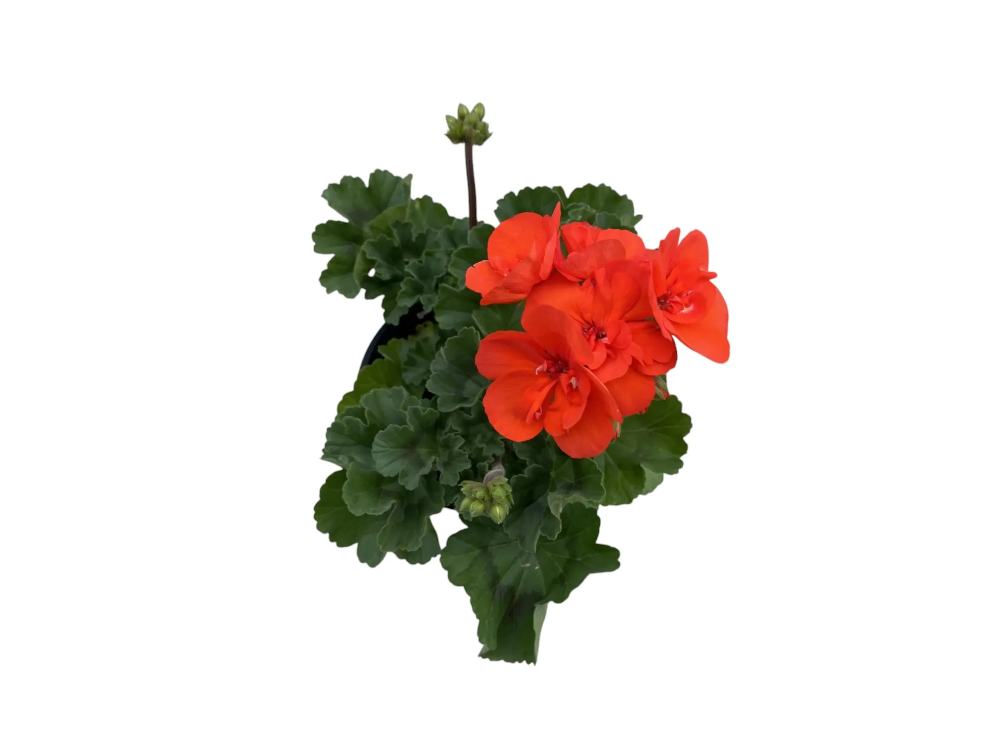 Sardunya (Pelargonium sp)