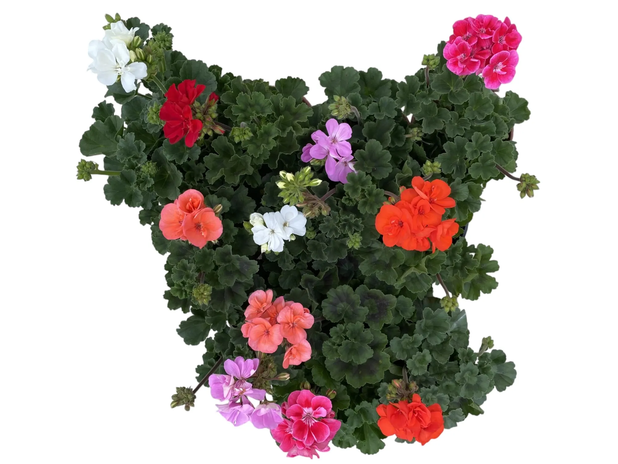 Sardunya (Pelargonium sp)