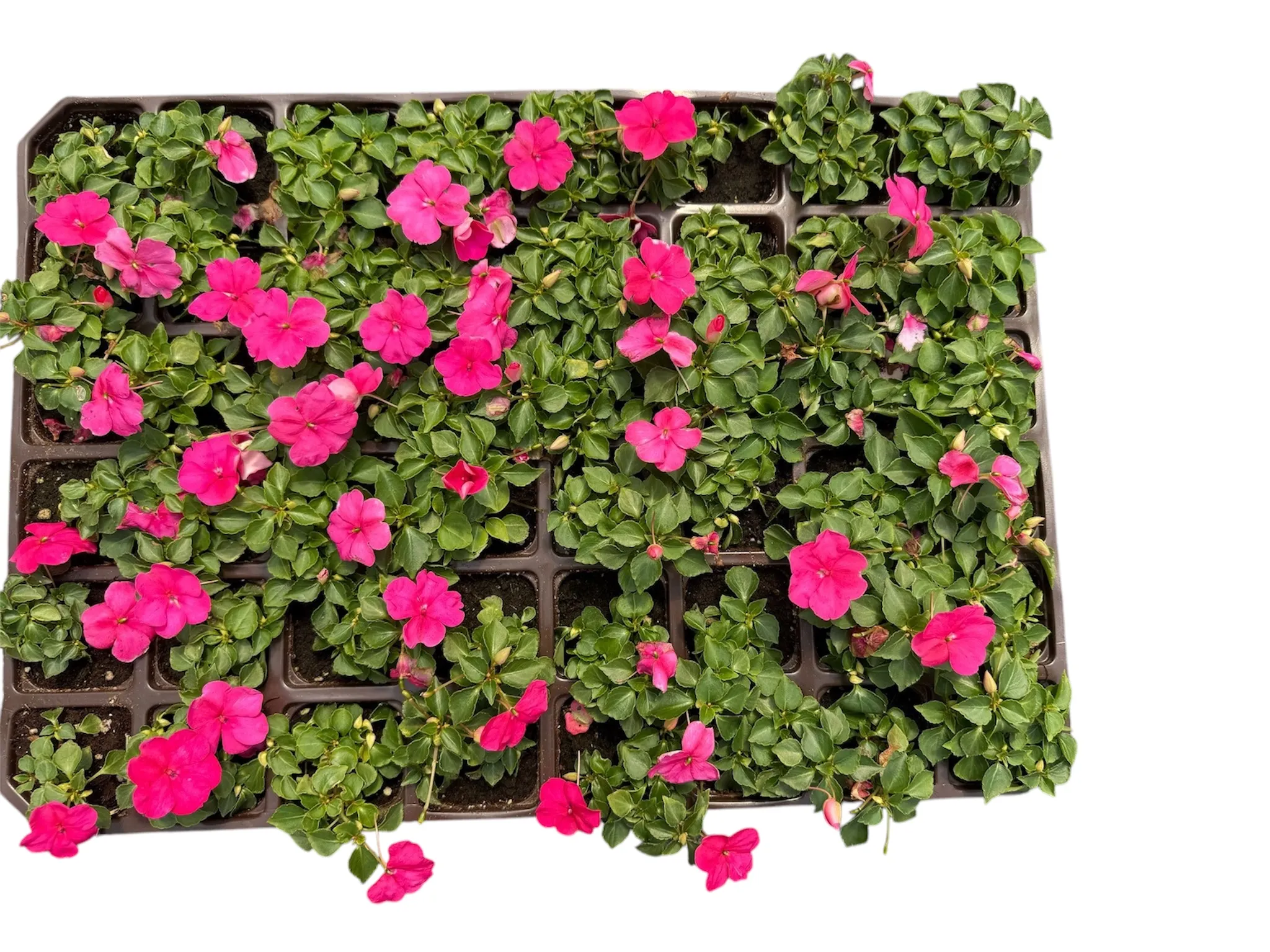 Cam Güzeli (Impatiens)