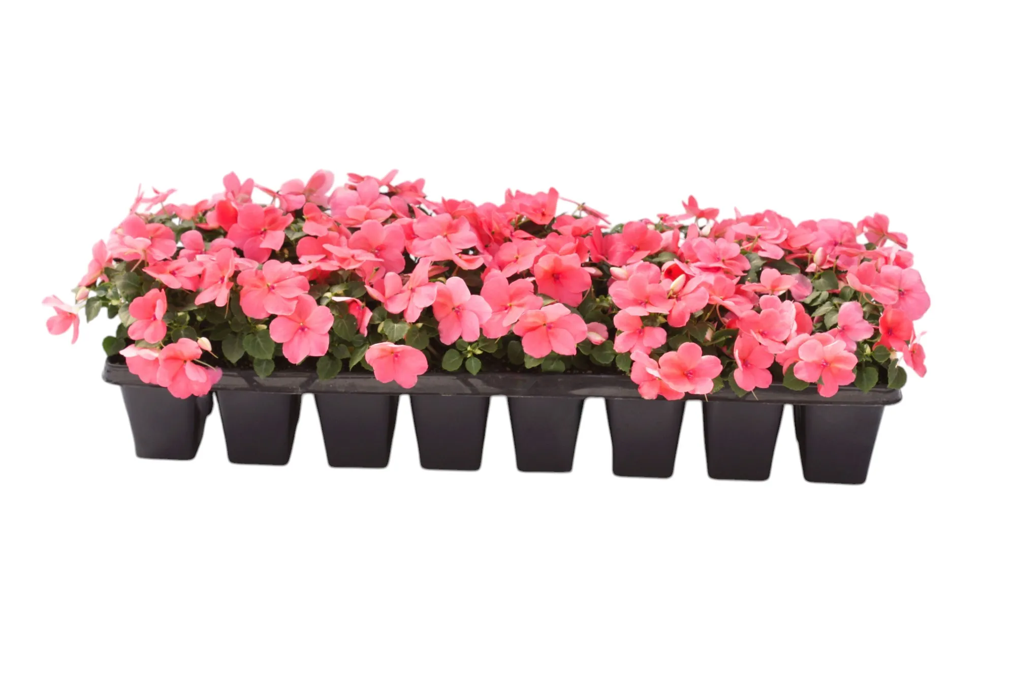 Cam Güzeli (Impatiens)