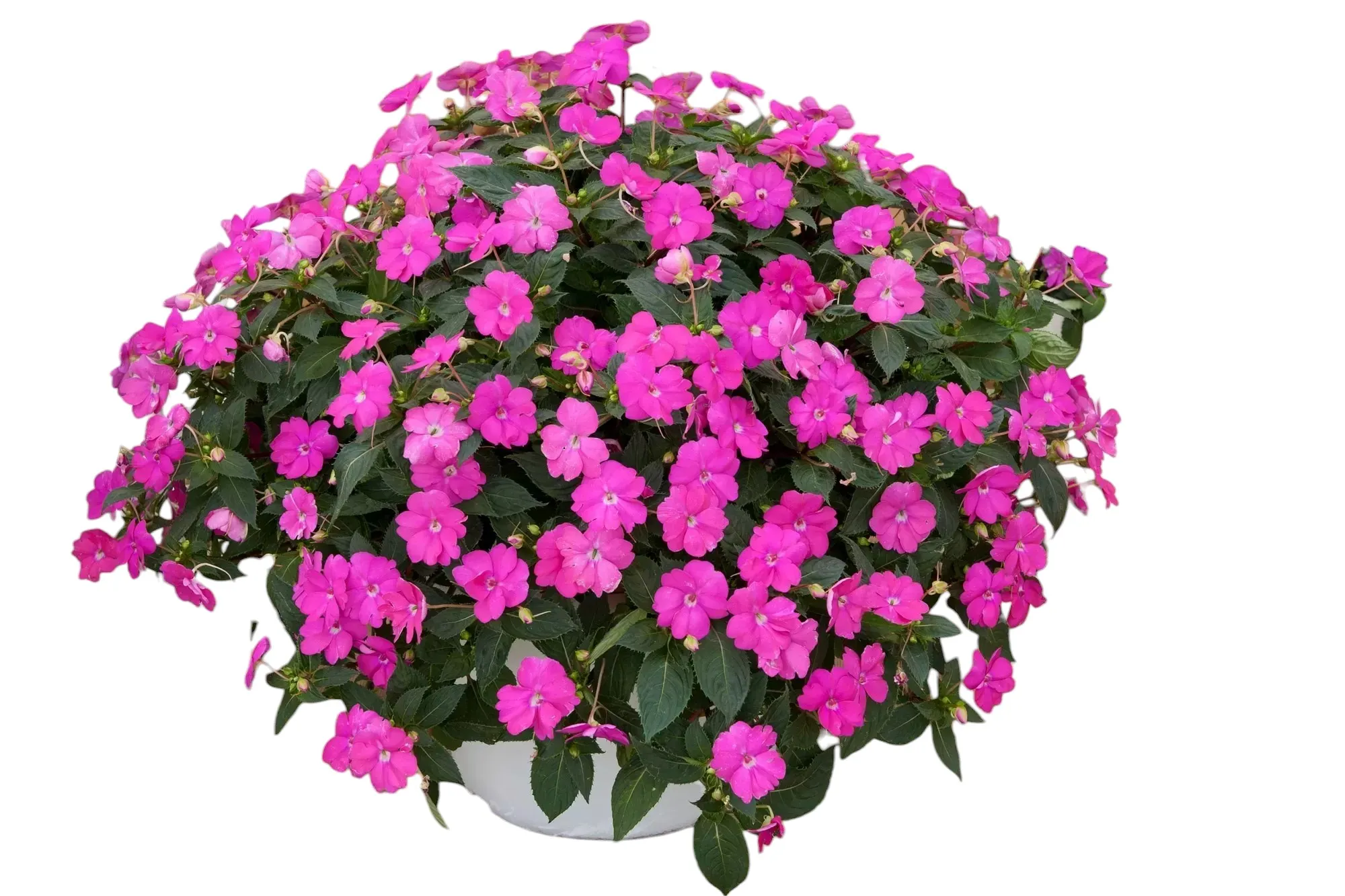 Cam Güzeli (Impatiens)