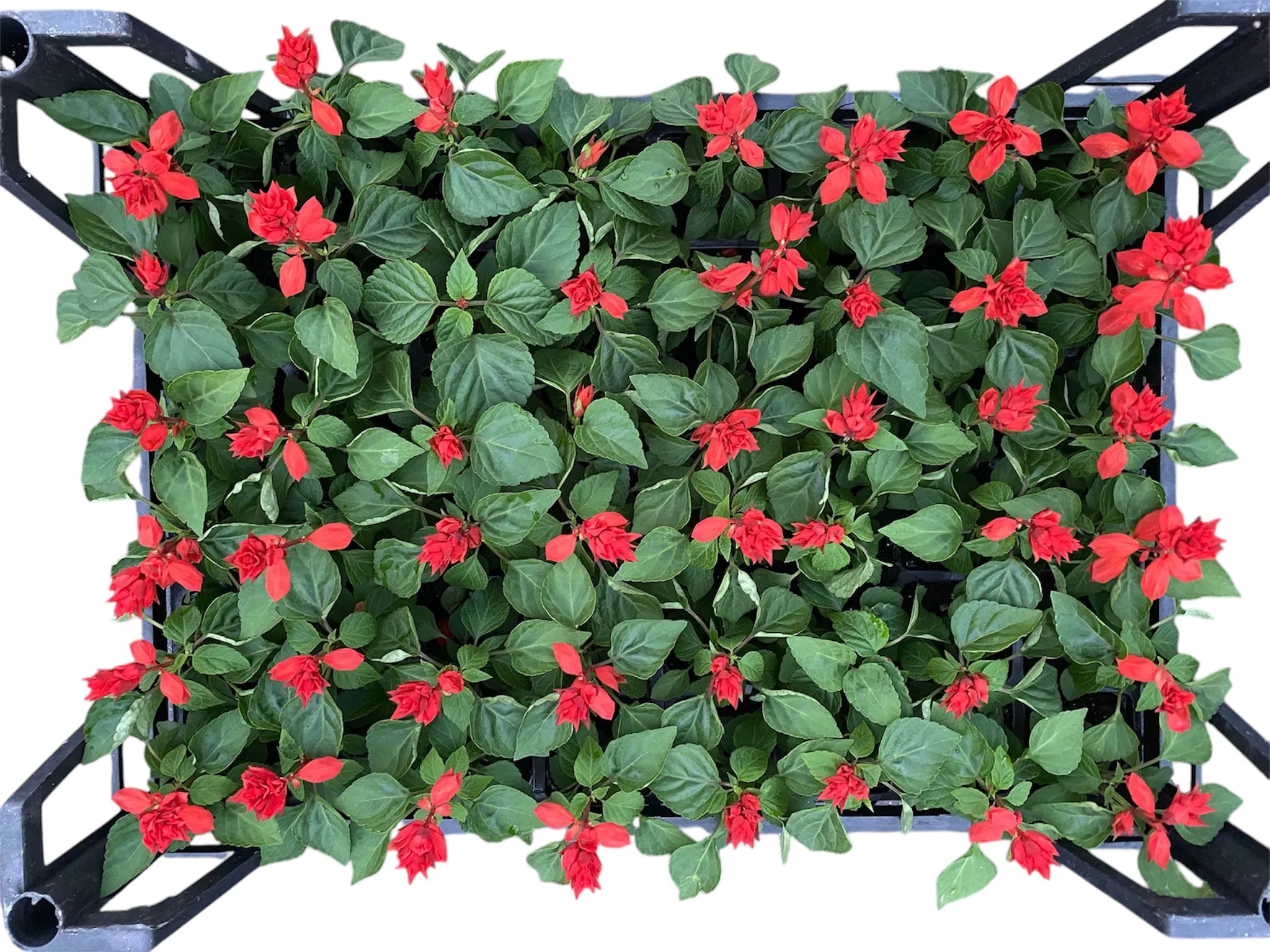 Ateş (Salvia Splendens)