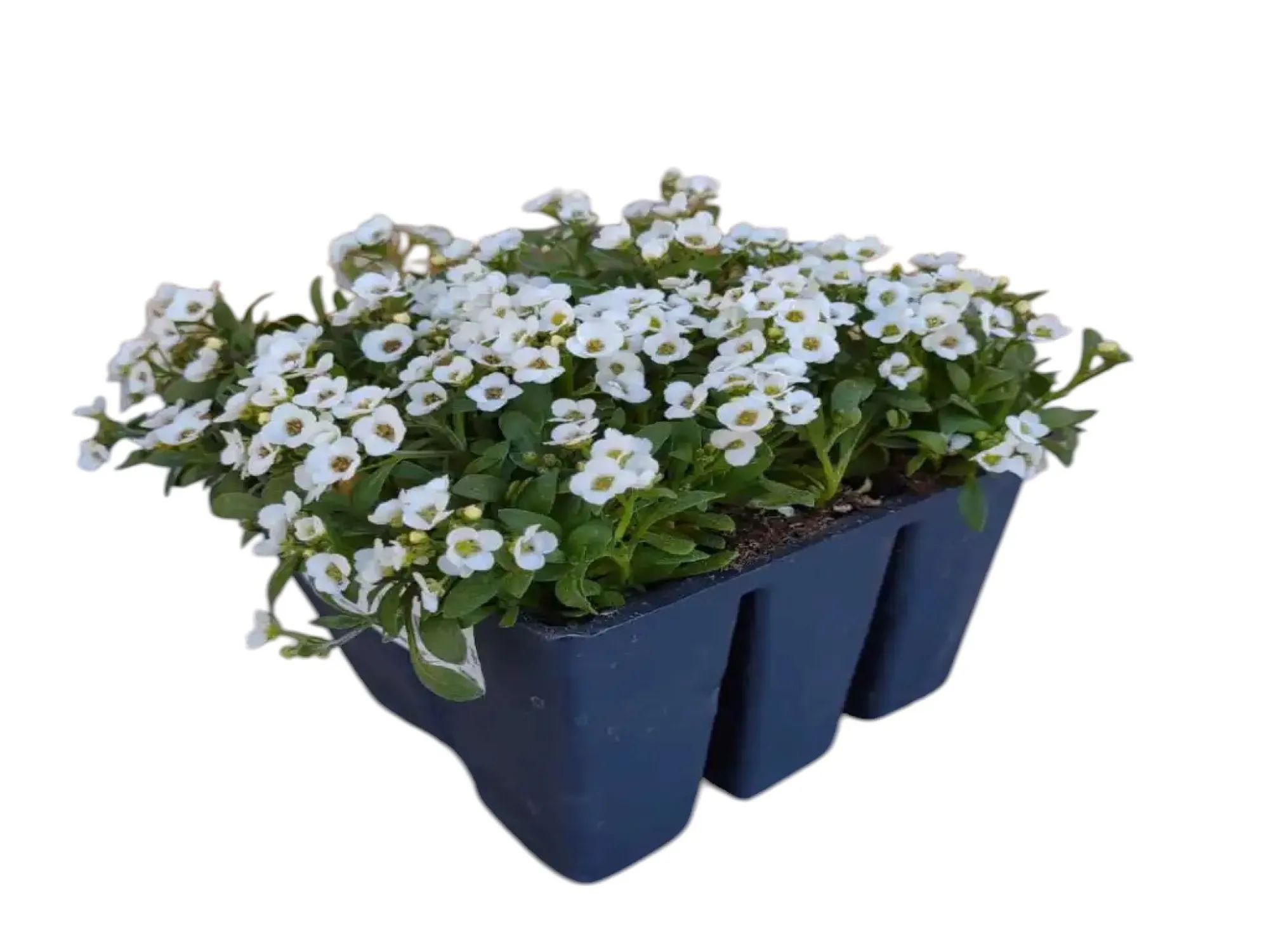 Kuduzotu (Alyssum)