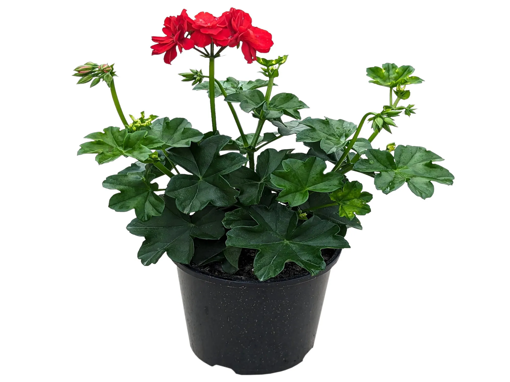Sakız Sardunya (Pelargonium Peltatum)