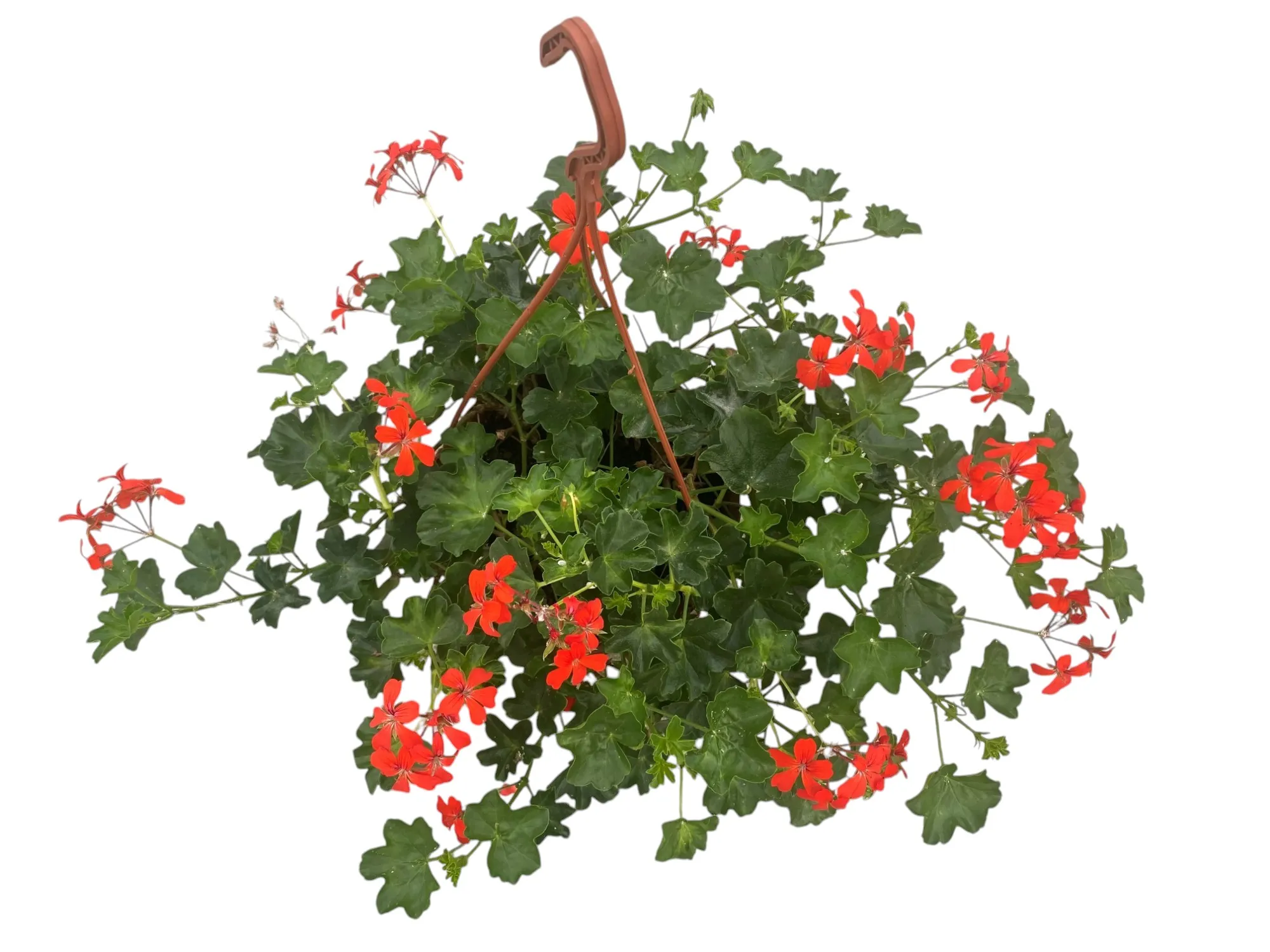 Sakız Sardunya (Pelargonium Peltatum)