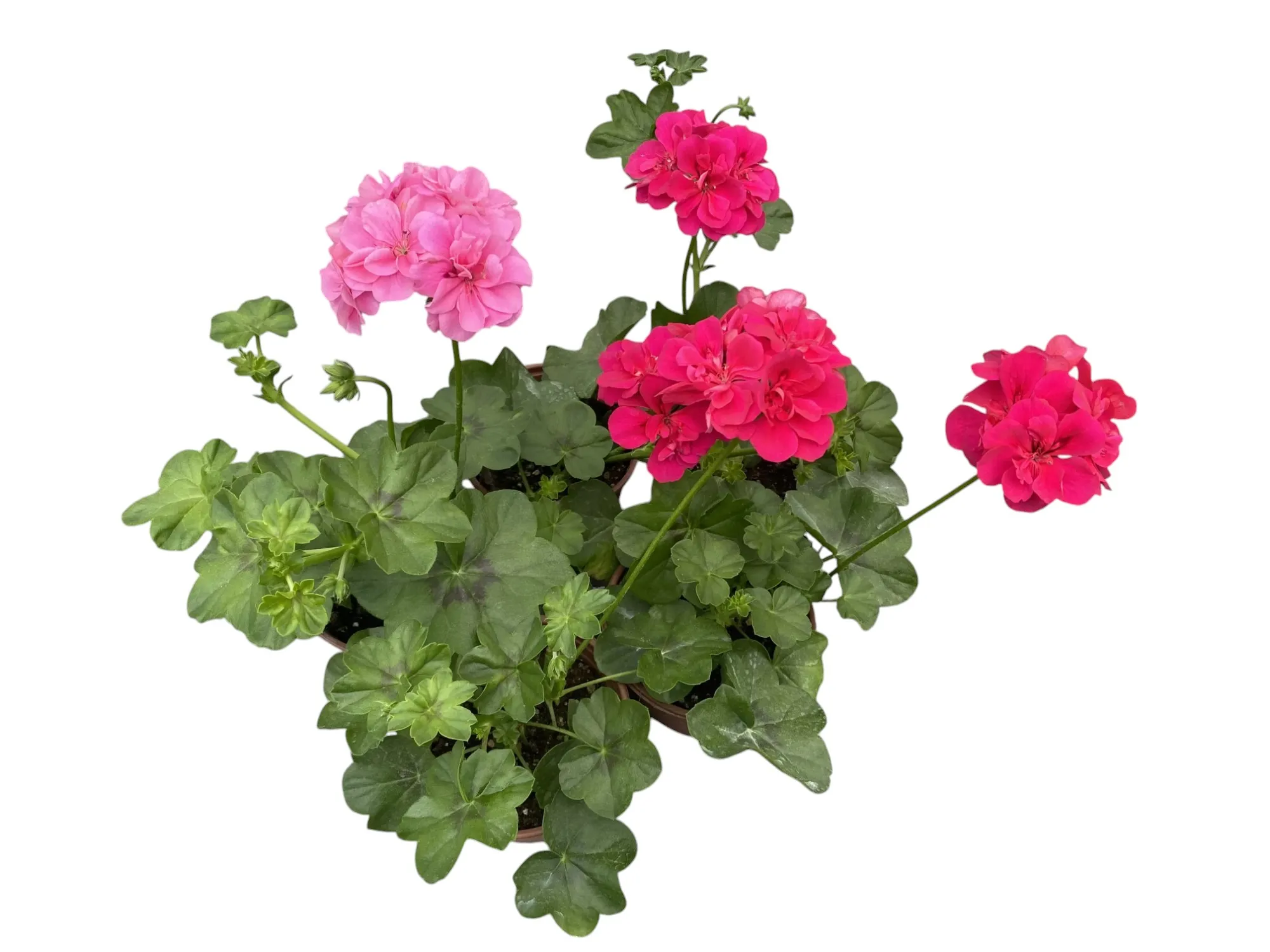 Sakız Sardunya (Pelargonium Peltatum)
