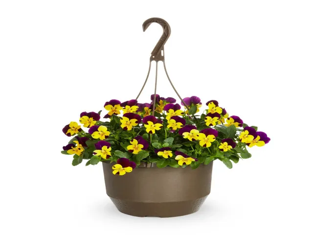 Askılı Menekşe (Viola Tricolor)