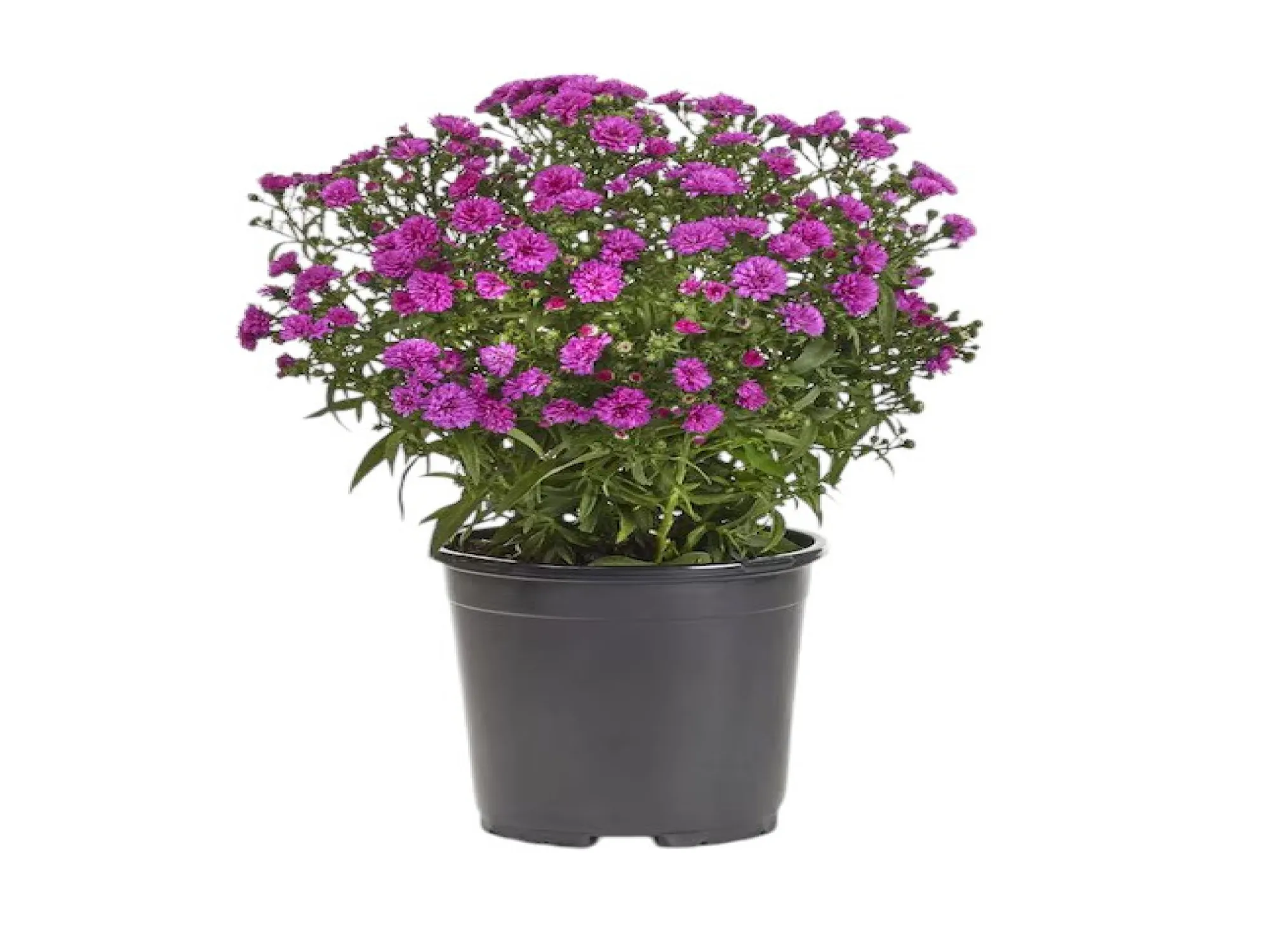 Kır Papatyası (Aster Alpinus)