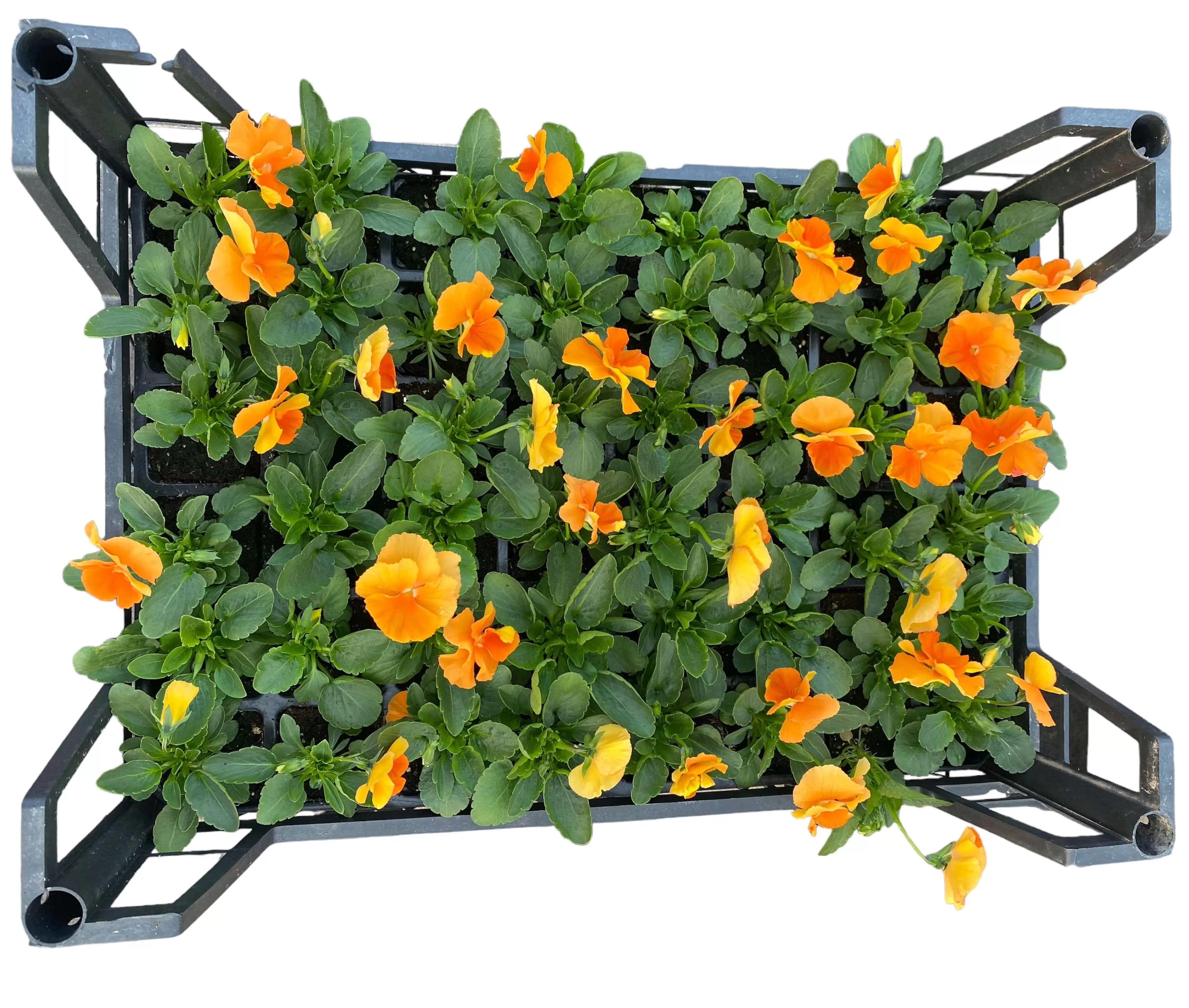 Hercai Menekşe (Viola Tricolar)