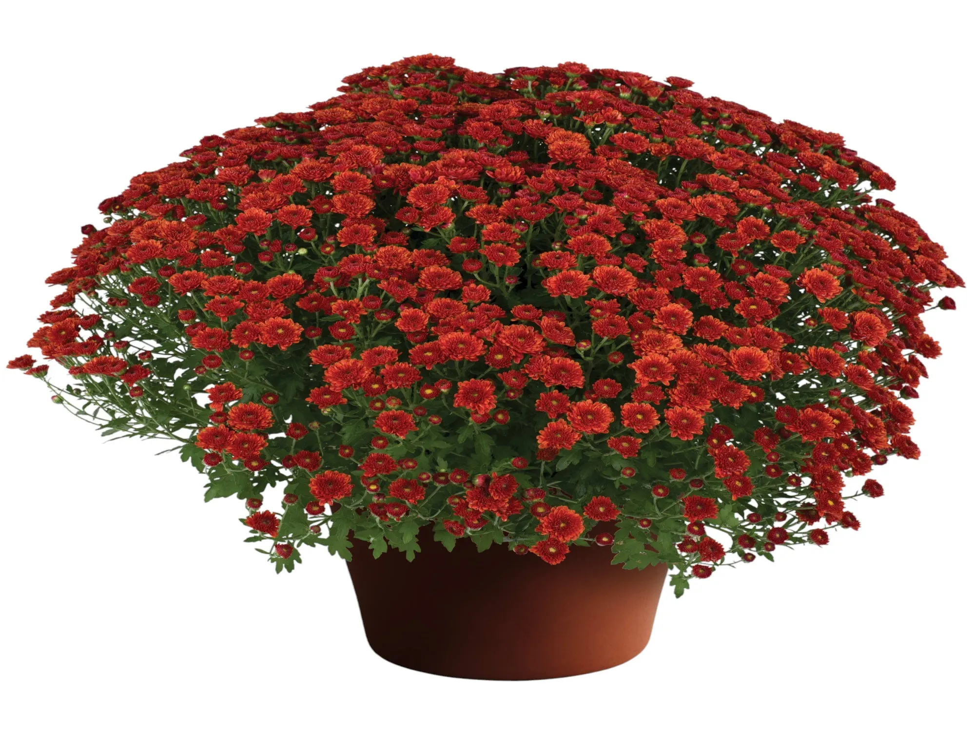 Kasımpatı (Chrysanthemum)