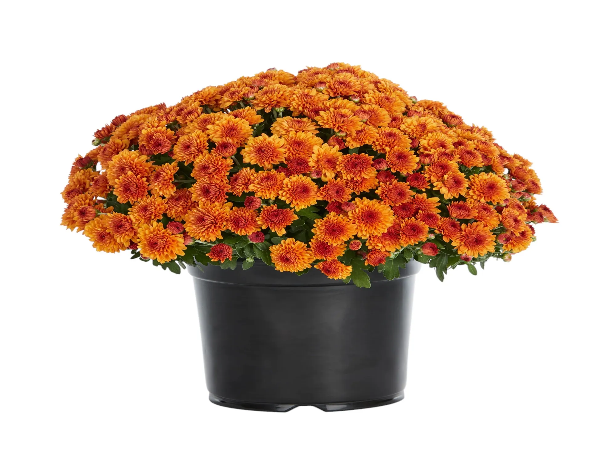 Kasımpatı (Chrysanthemum)