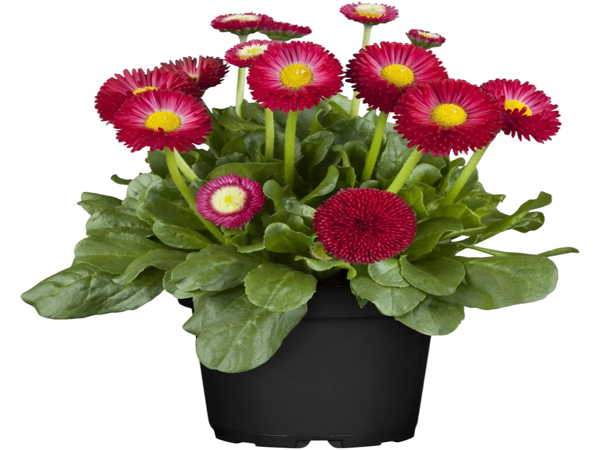 PonPon (Bellis Perennis)