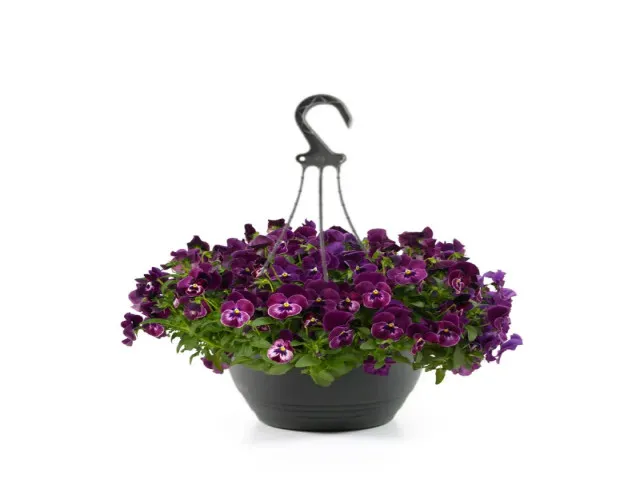 Askılı Menekşe (Viola Tricolor)