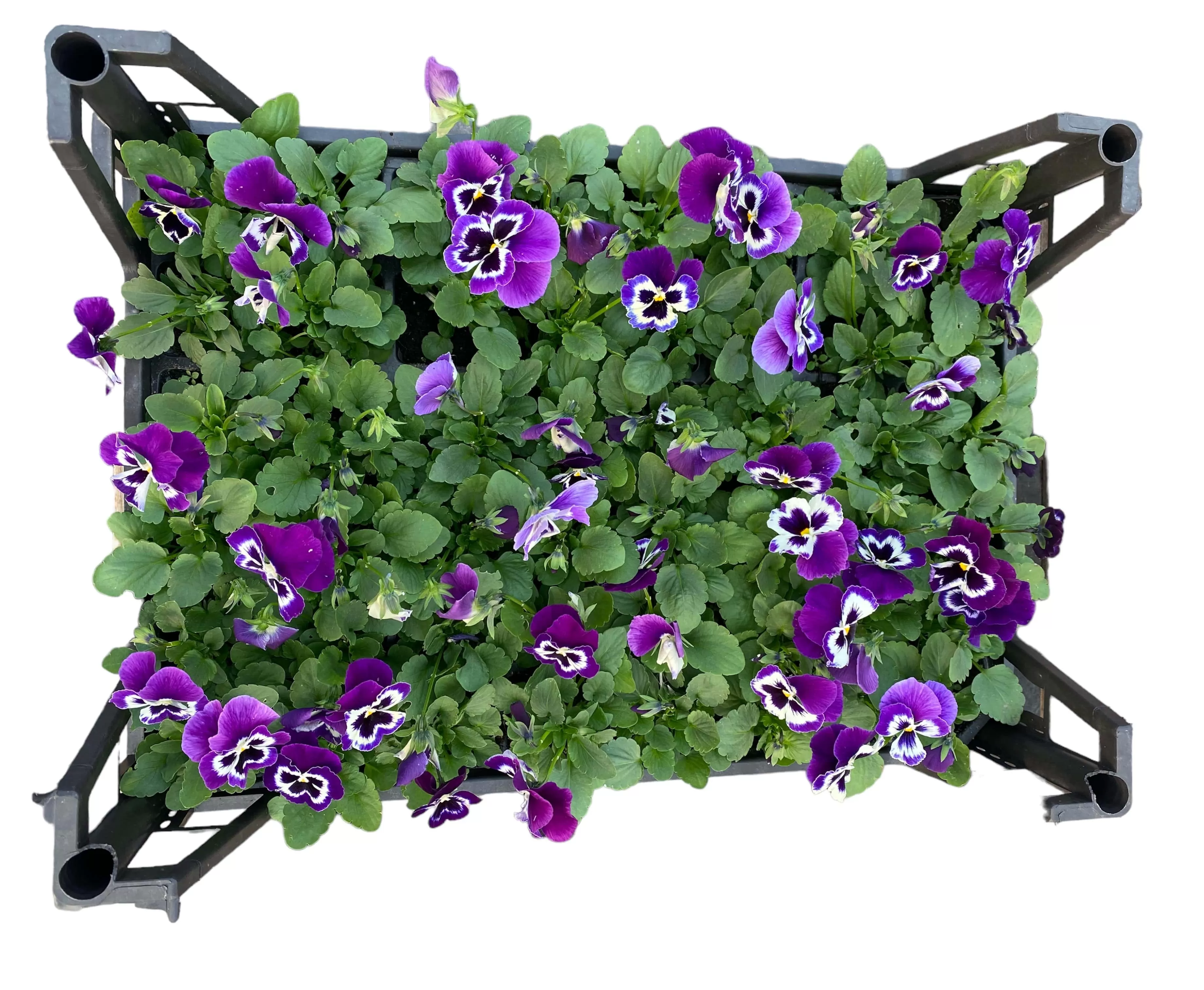 Hercai Menekşe (Viola Tricolar)