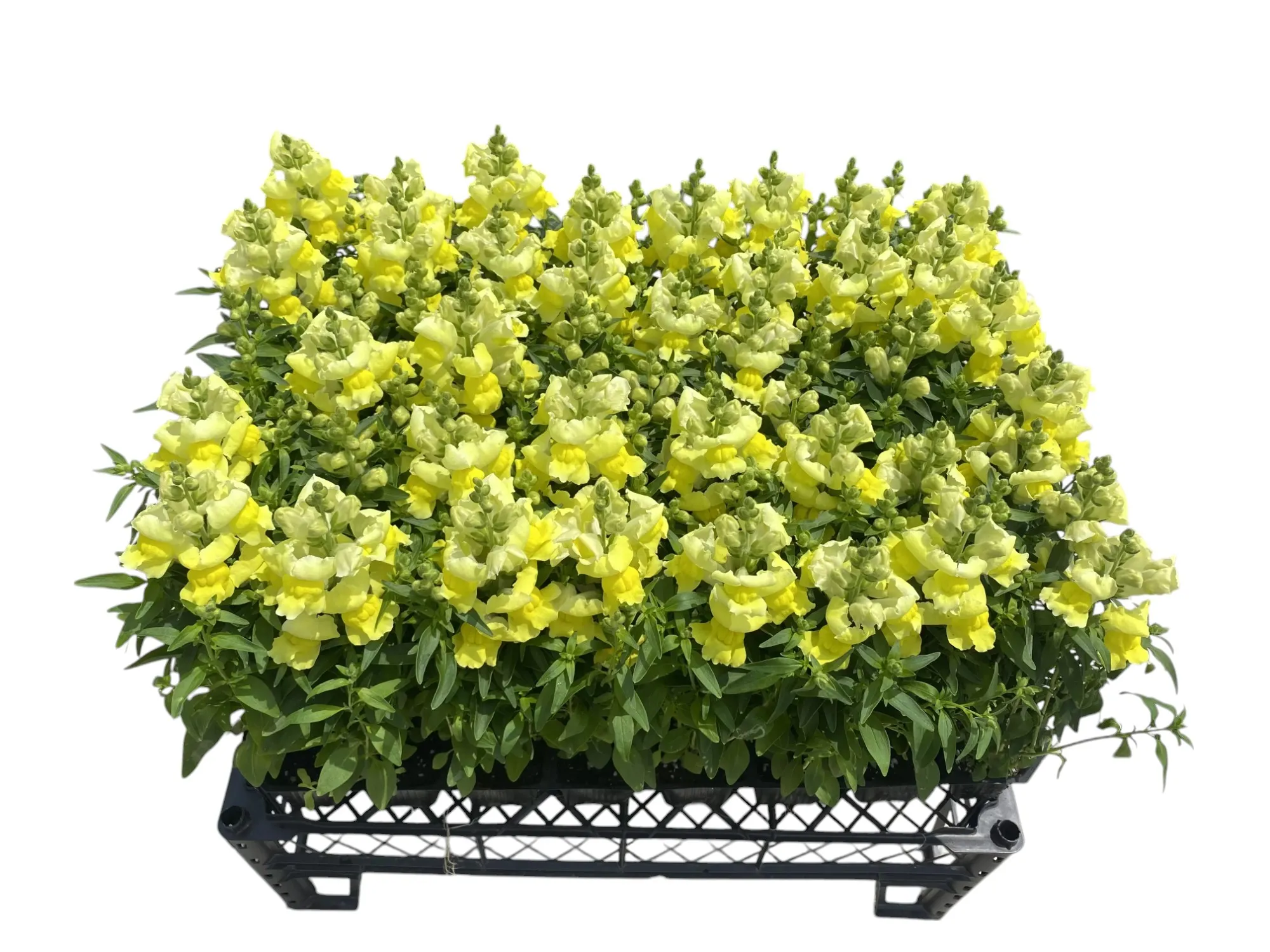 Aslan Ağzı (Antirrhinum majus)