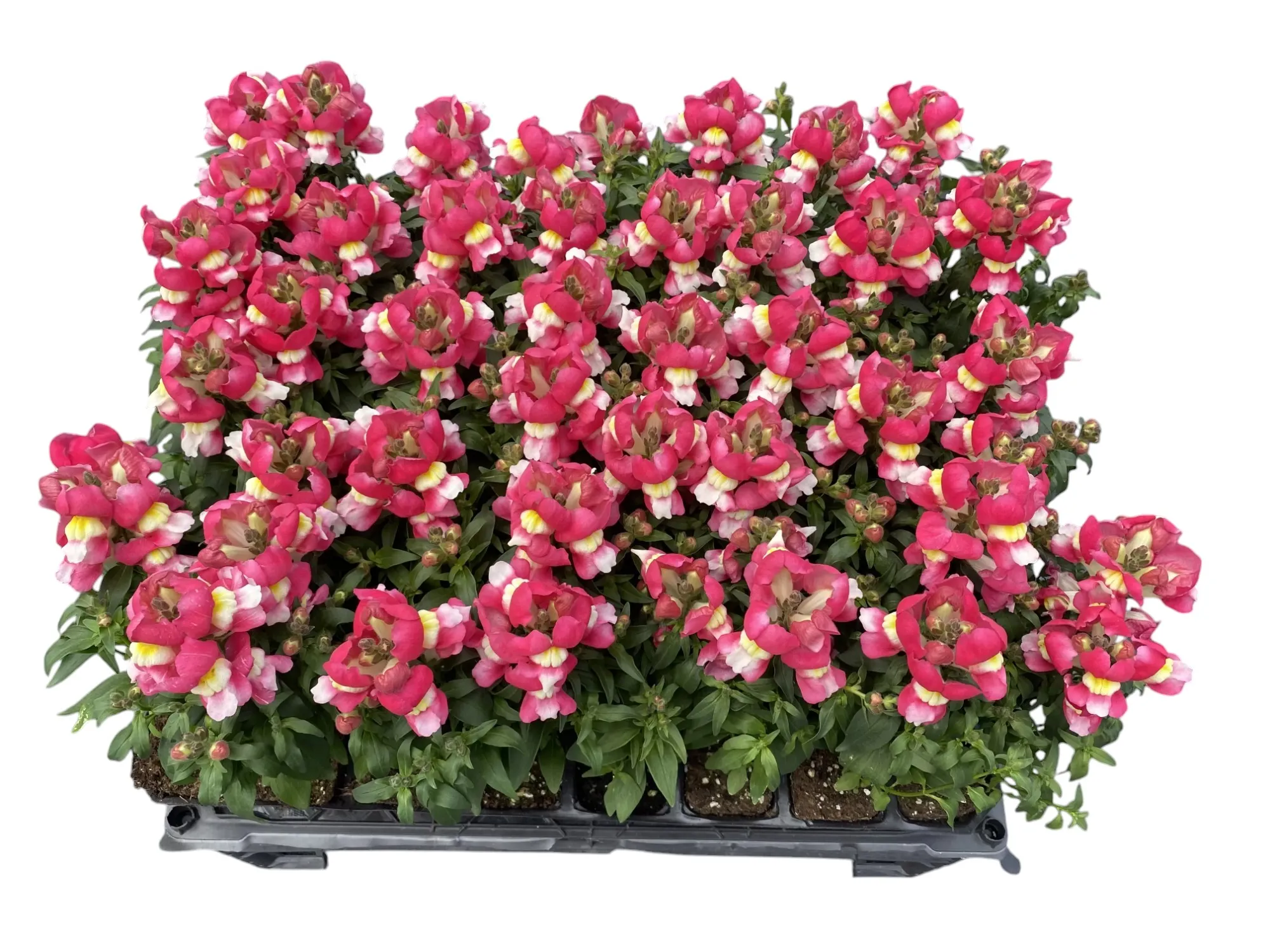 Aslan Ağzı (Antirrhinum majus)
