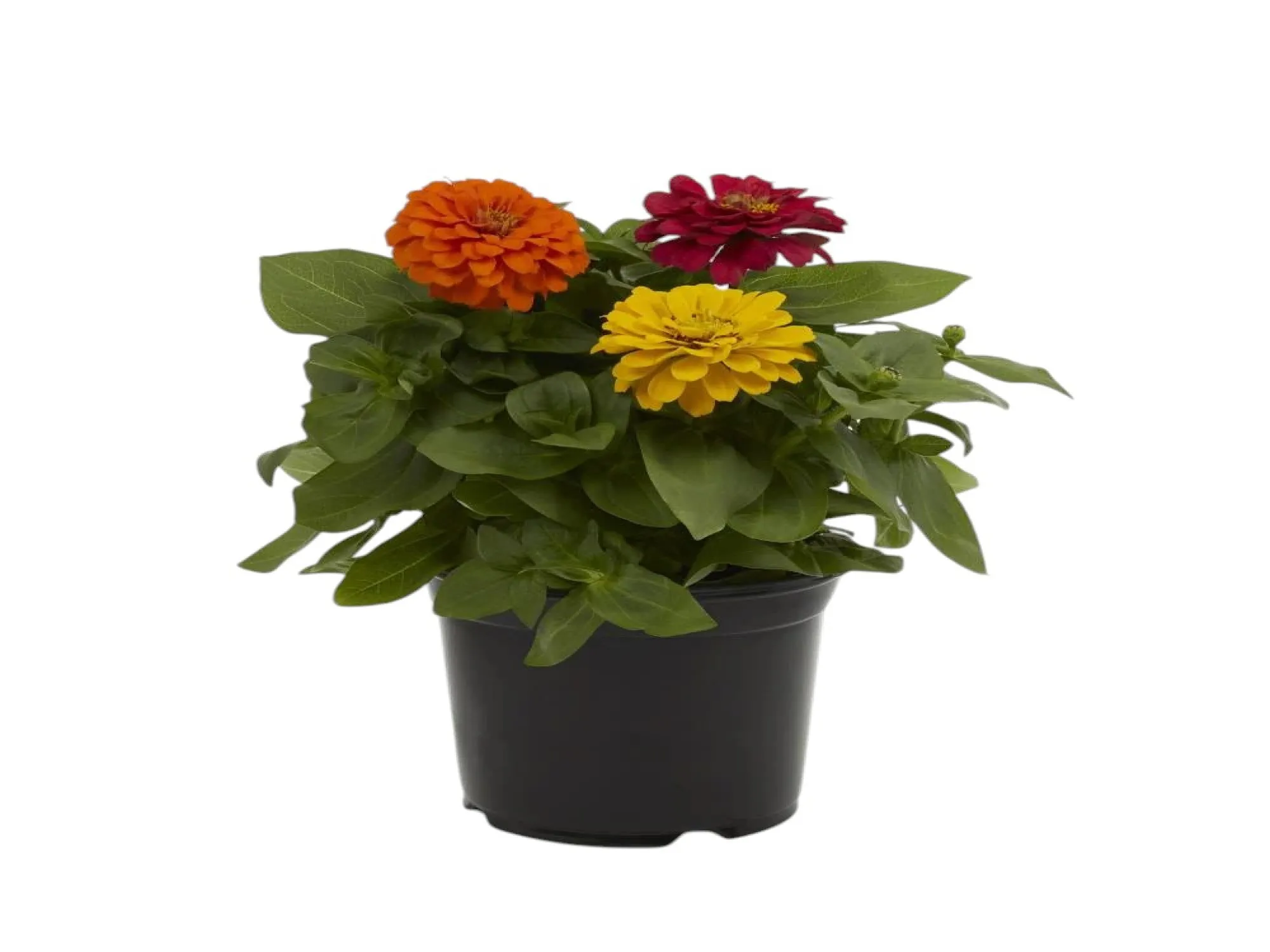 Kirli Hanım Çiçeği (Zinnia)