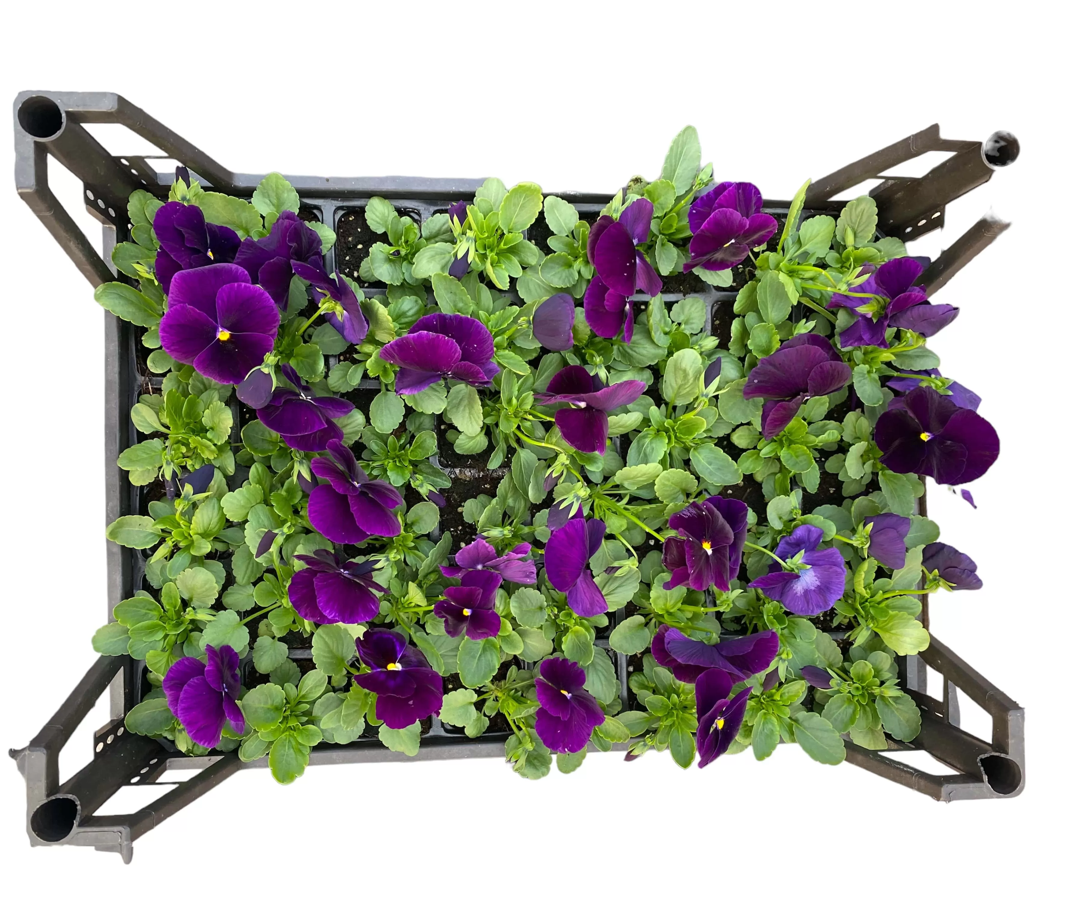 Hercai Menekşe (Viola Tricolar)