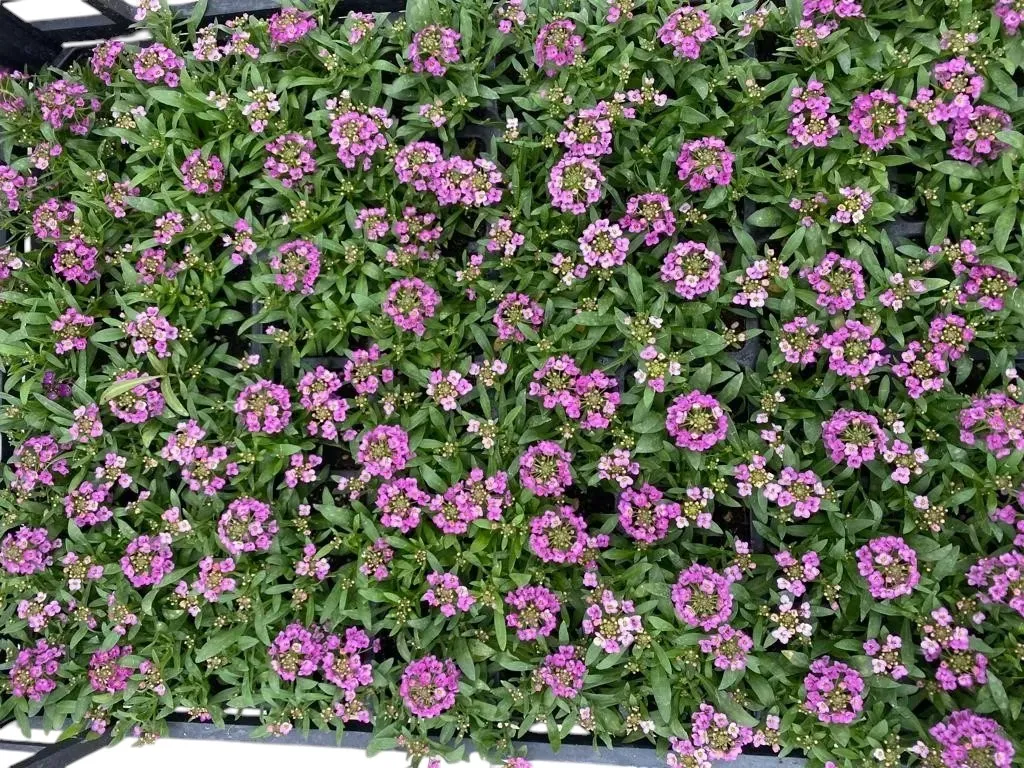 Kuduzotu (Alyssum)