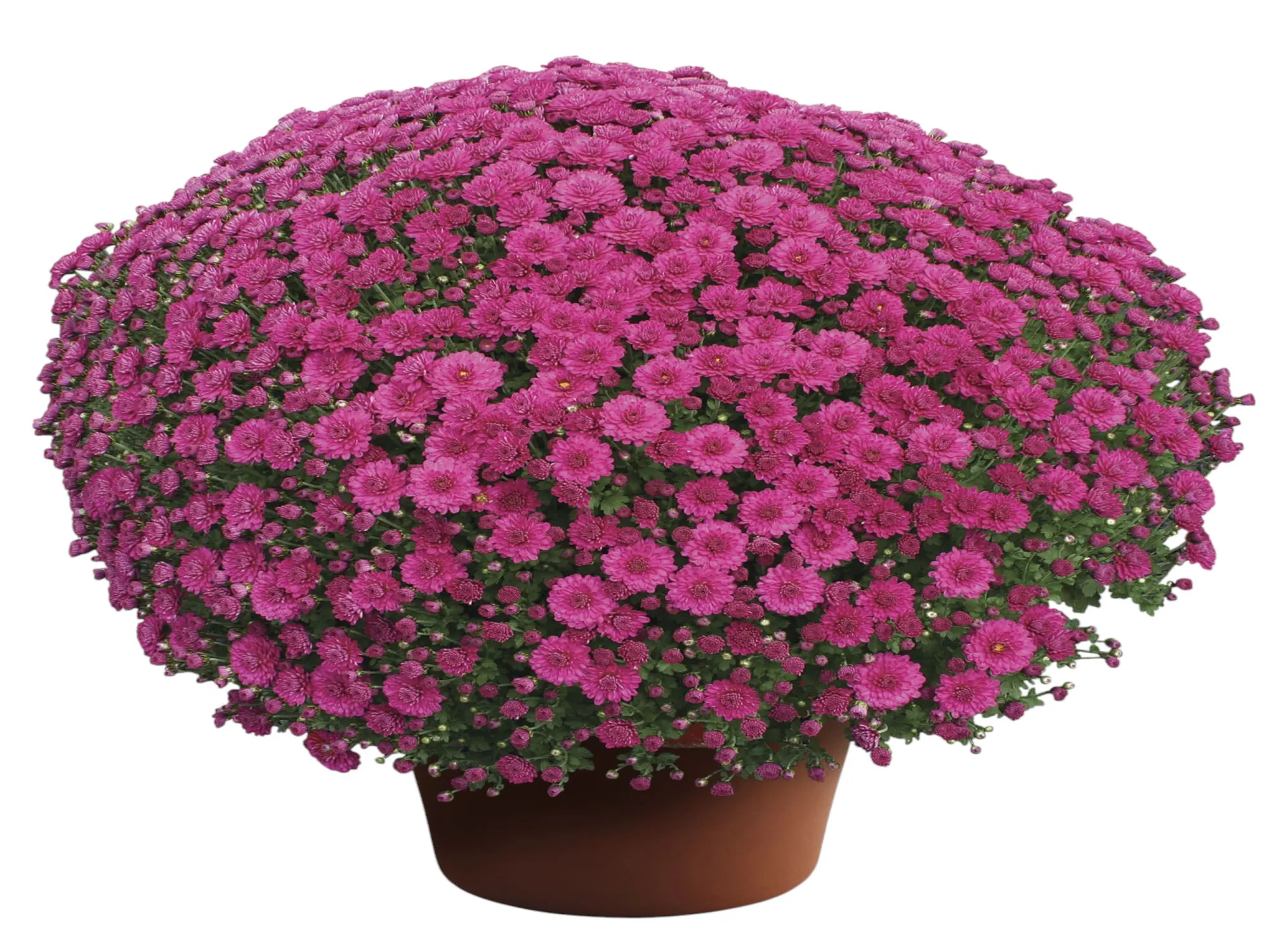 Kasımpatı (Chrysanthemum)