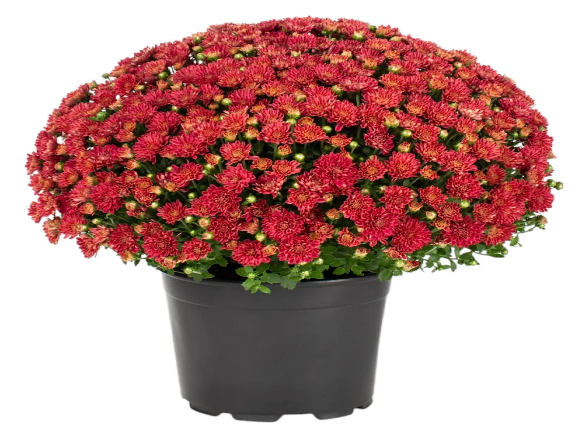 Kasımpatı (Chrysanthemum)