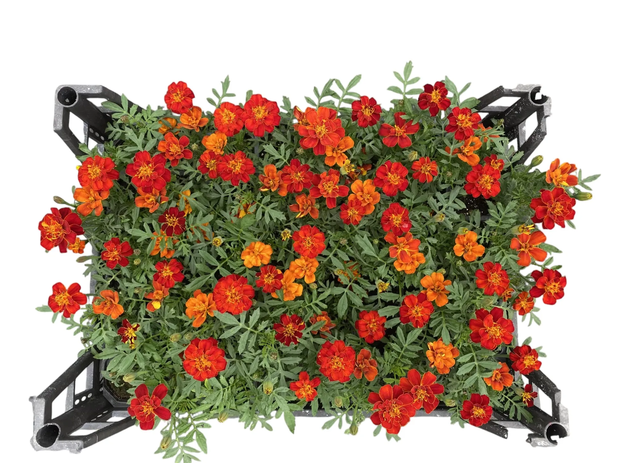 Mini Kadife ( Tagetes Erecta )