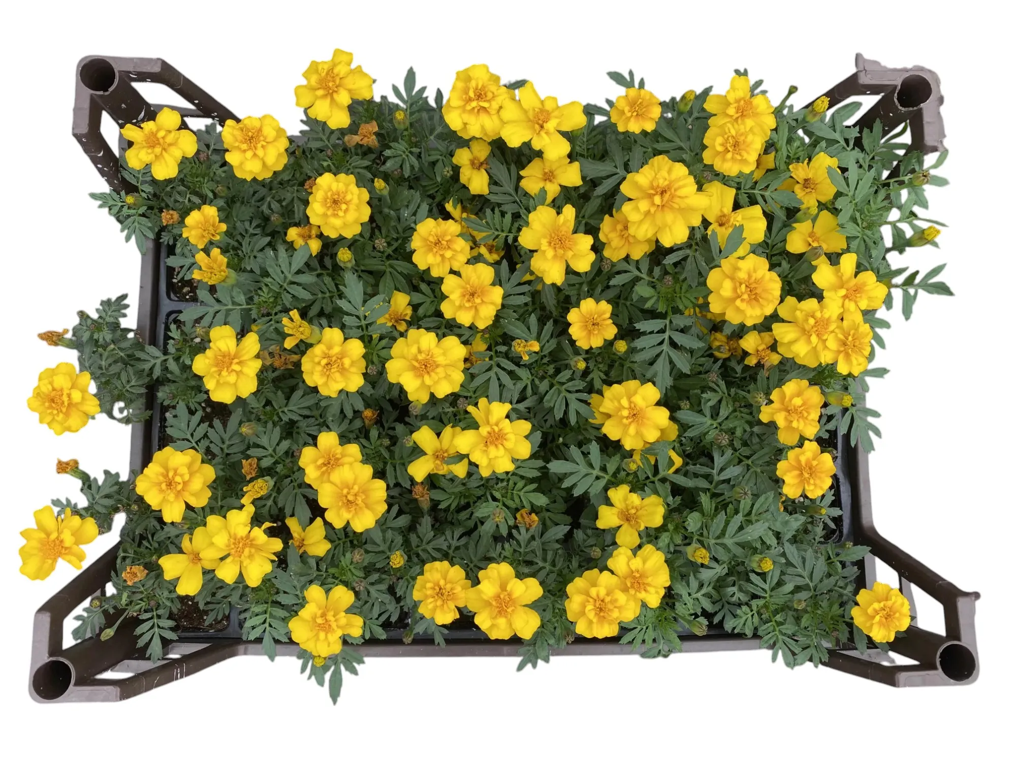 Mini Kadife ( Tagetes Erecta )