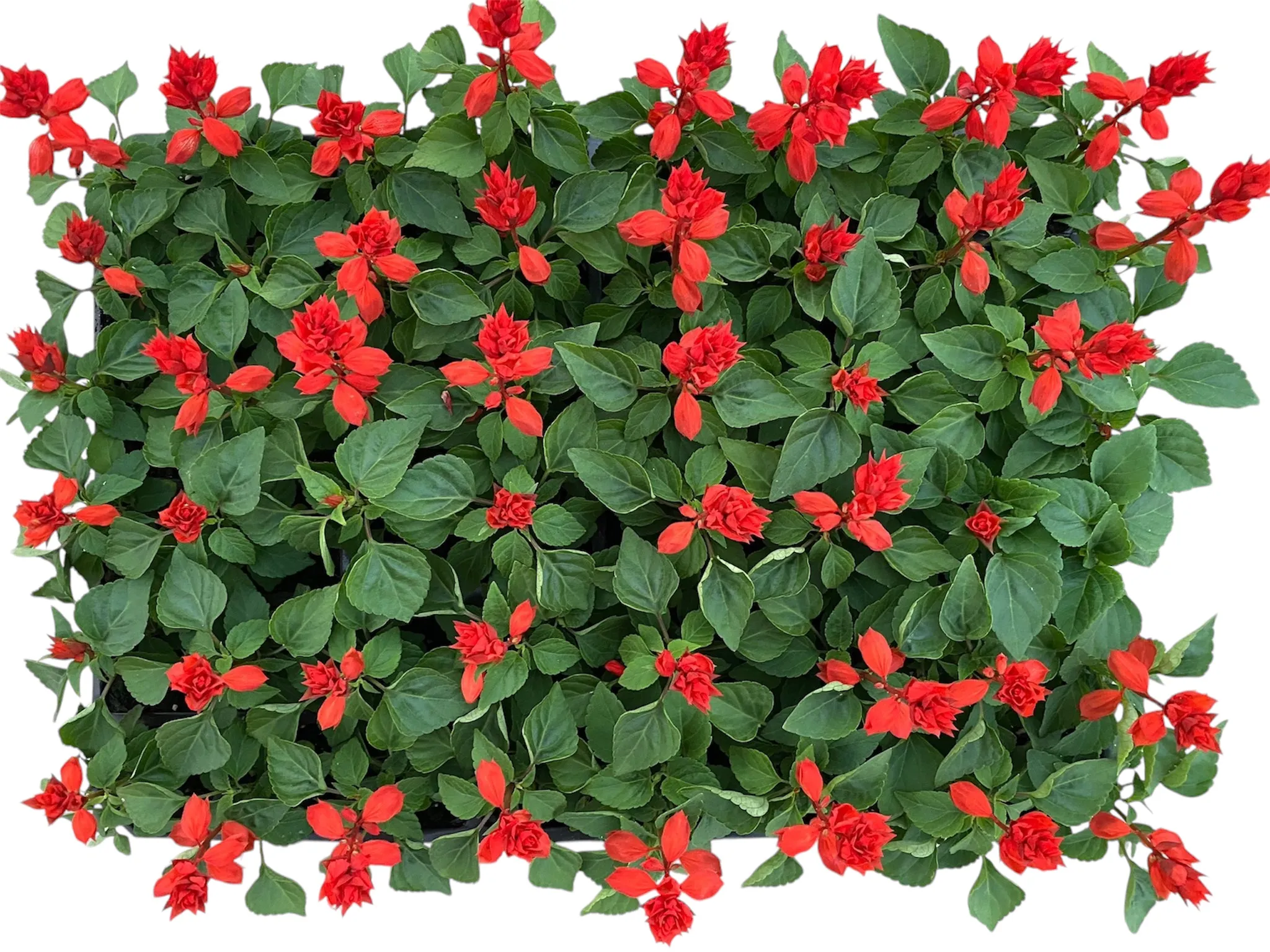 Ateş (Salvia Splendens)