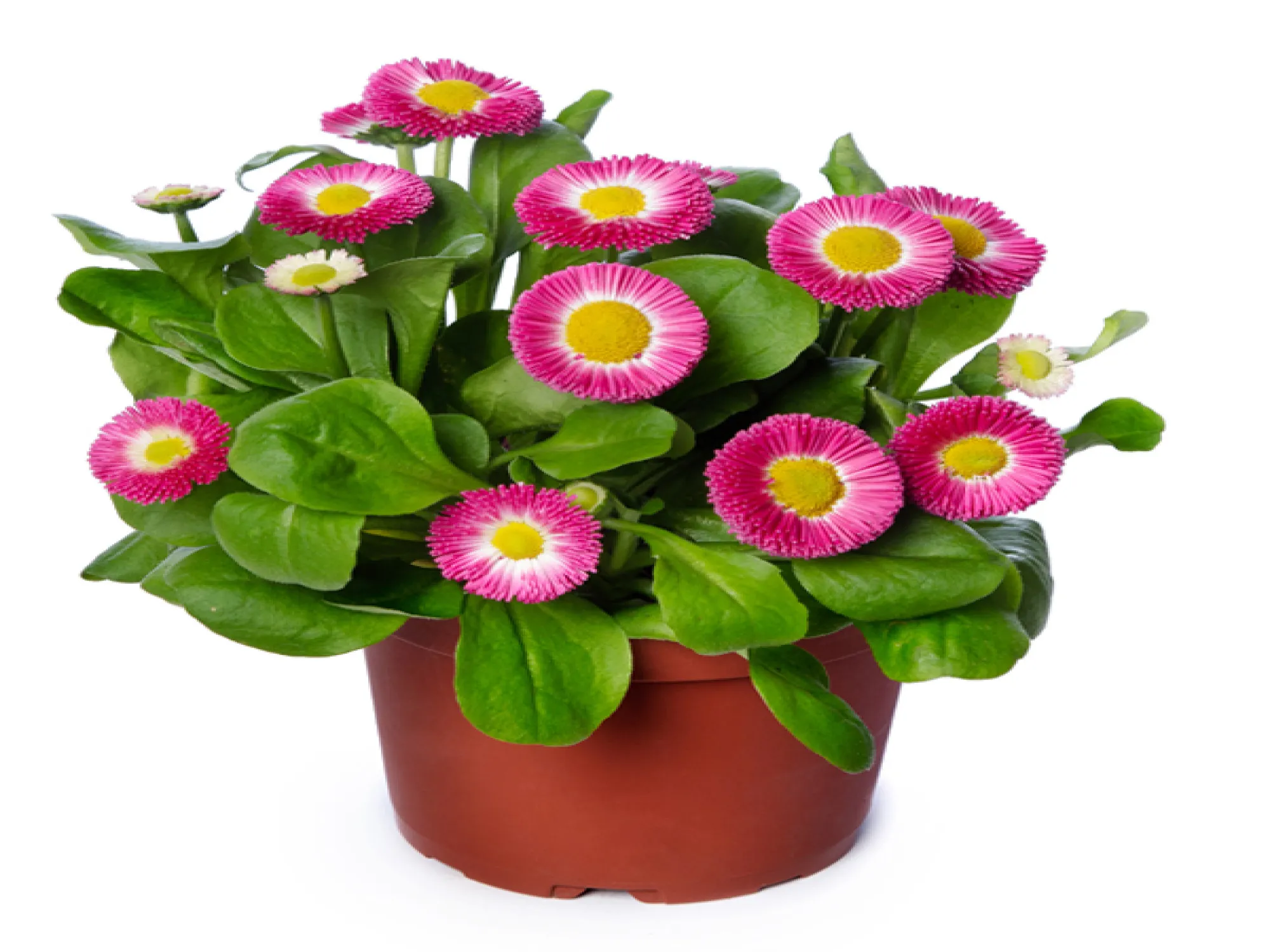 PonPon (Bellis Perennis)