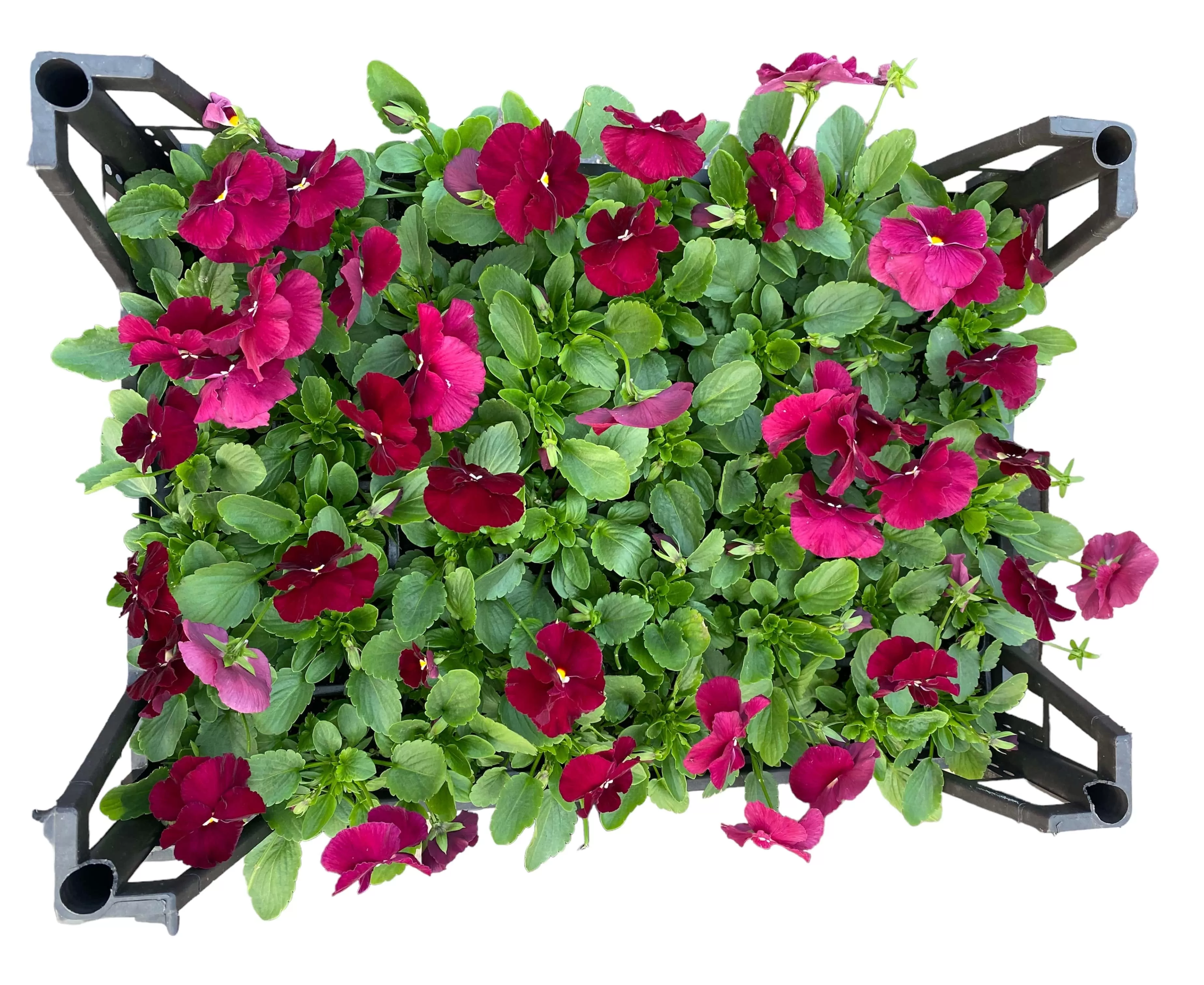 Hercai Menekşe (Viola Tricolar)