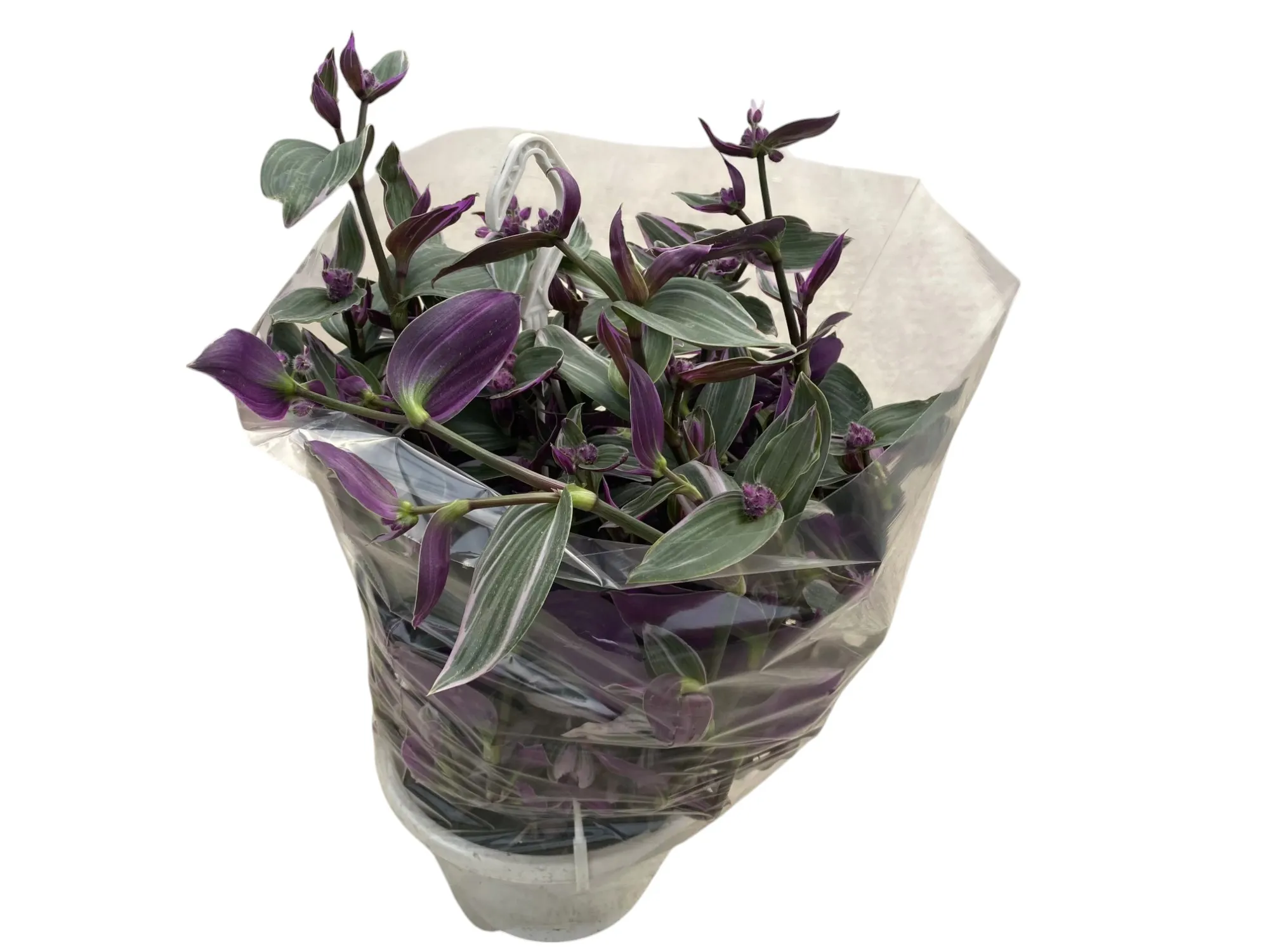 Telgraf (Tradescantia Zebrina)