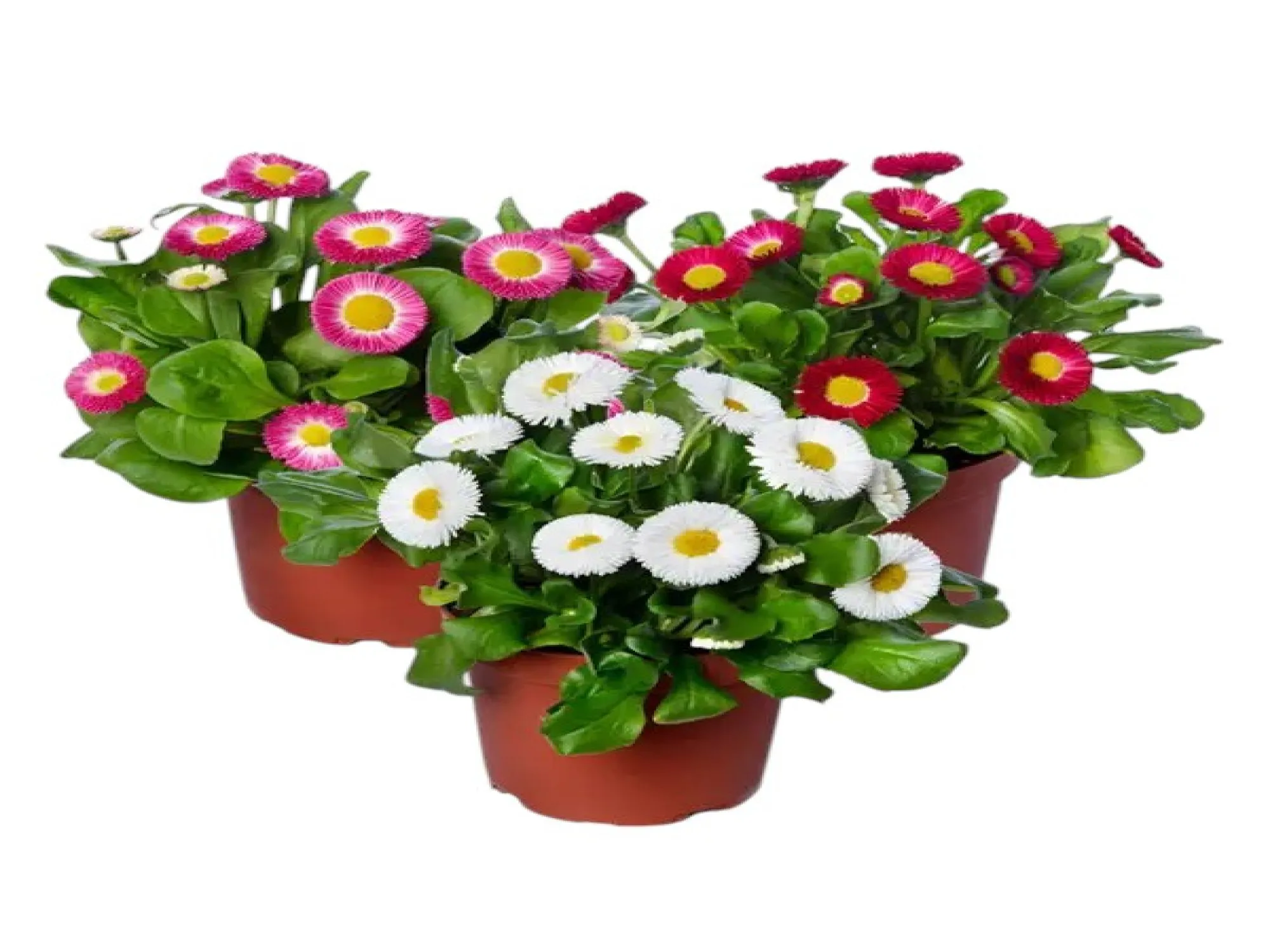PonPon (Bellis Perennis)