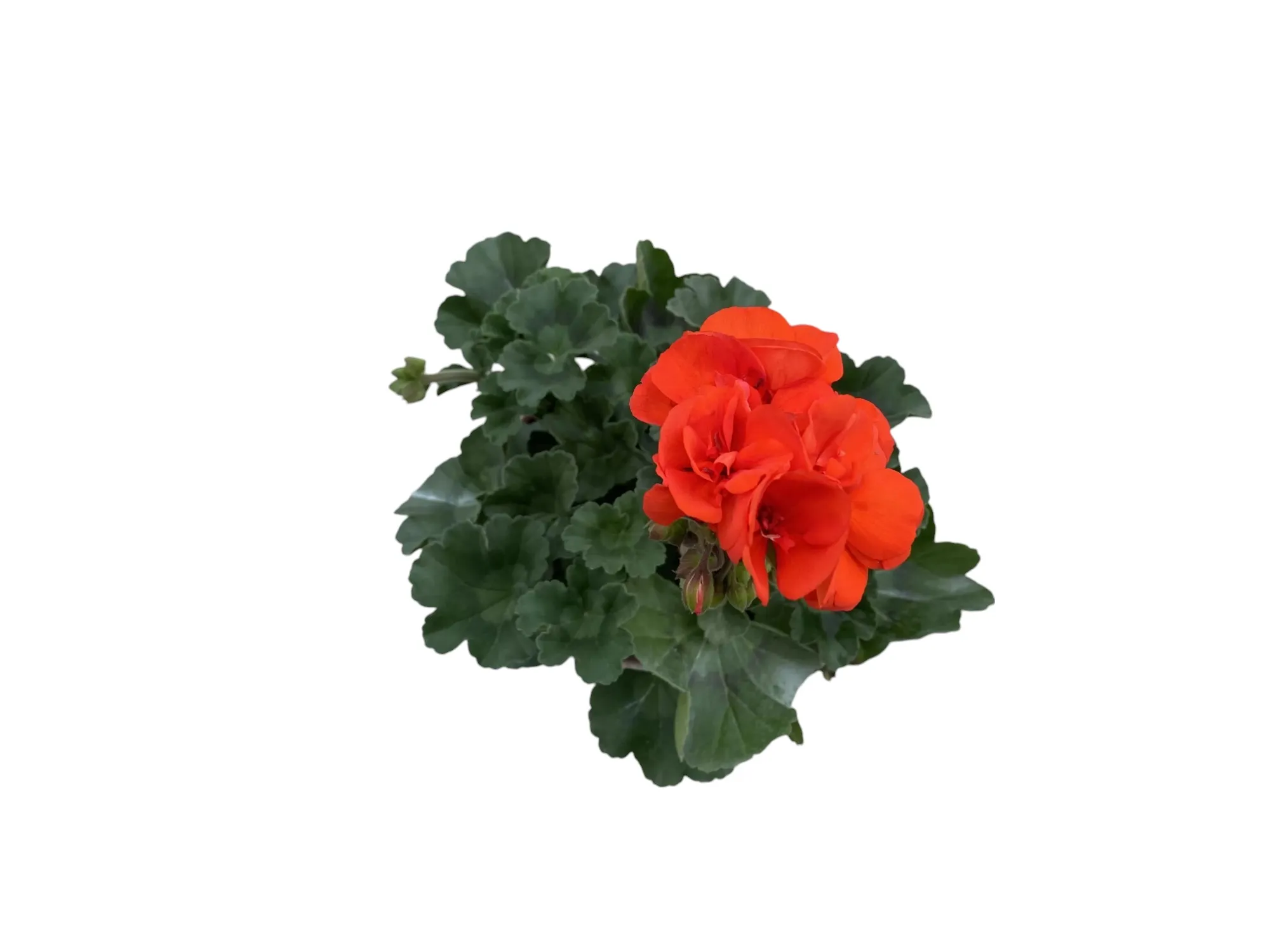 Sardunya (Pelargonium sp)