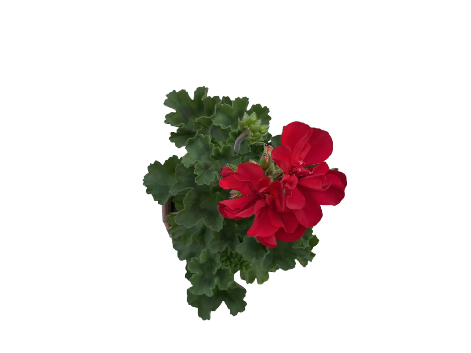 Sardunya (Pelargonium sp)