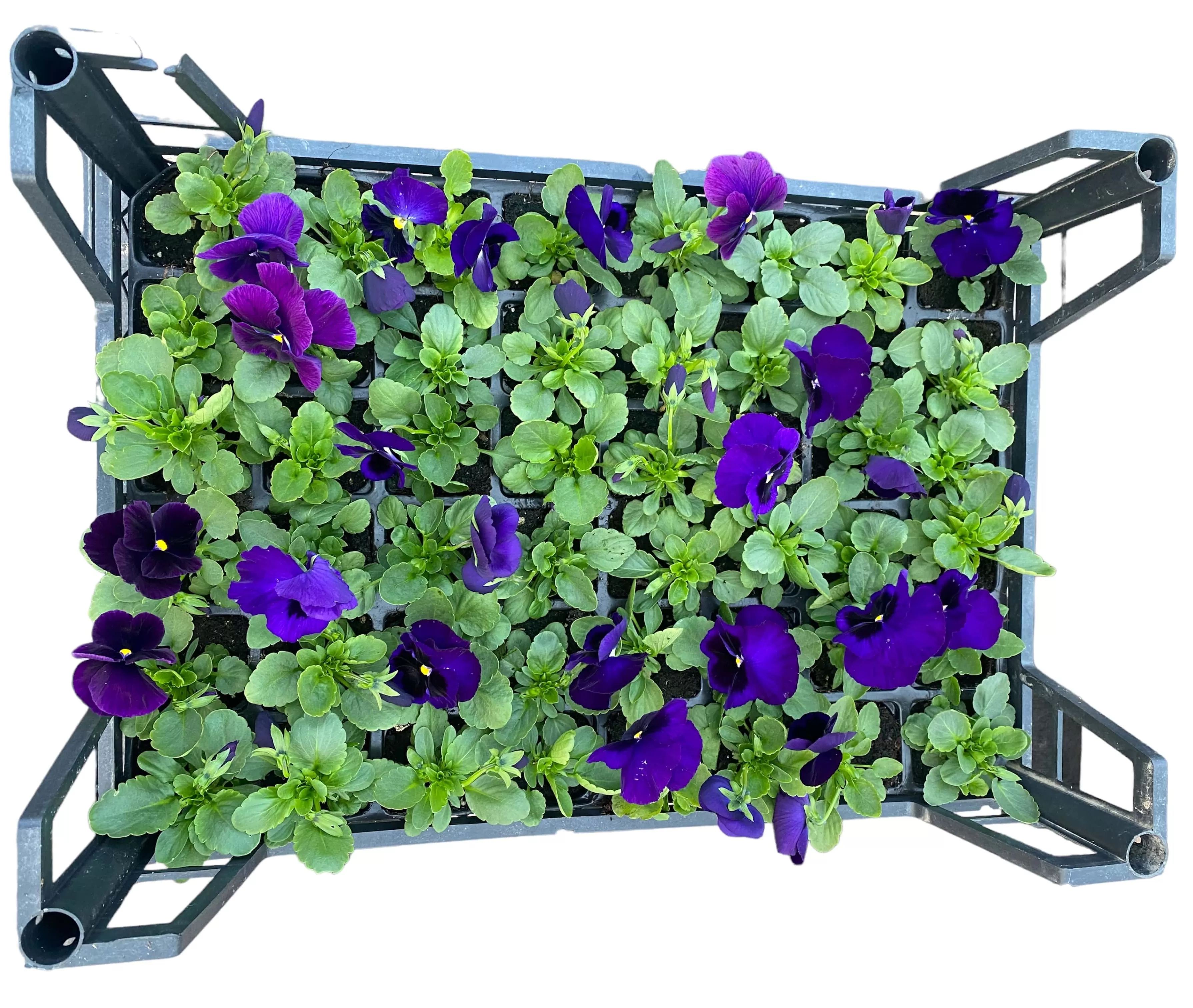 Hercai Menekşe (Viola Tricolar)