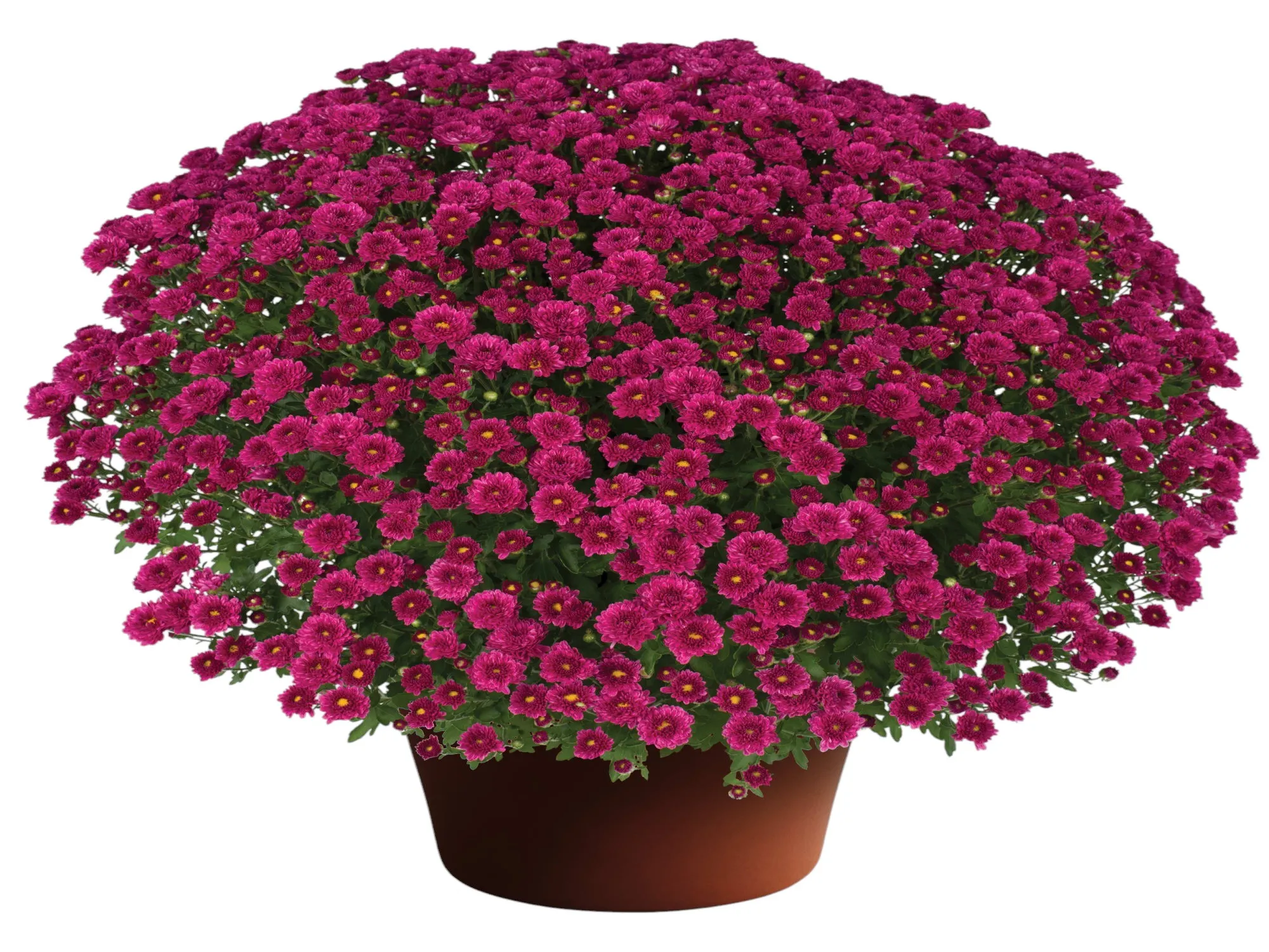 Kasımpatı (Chrysanthemum)