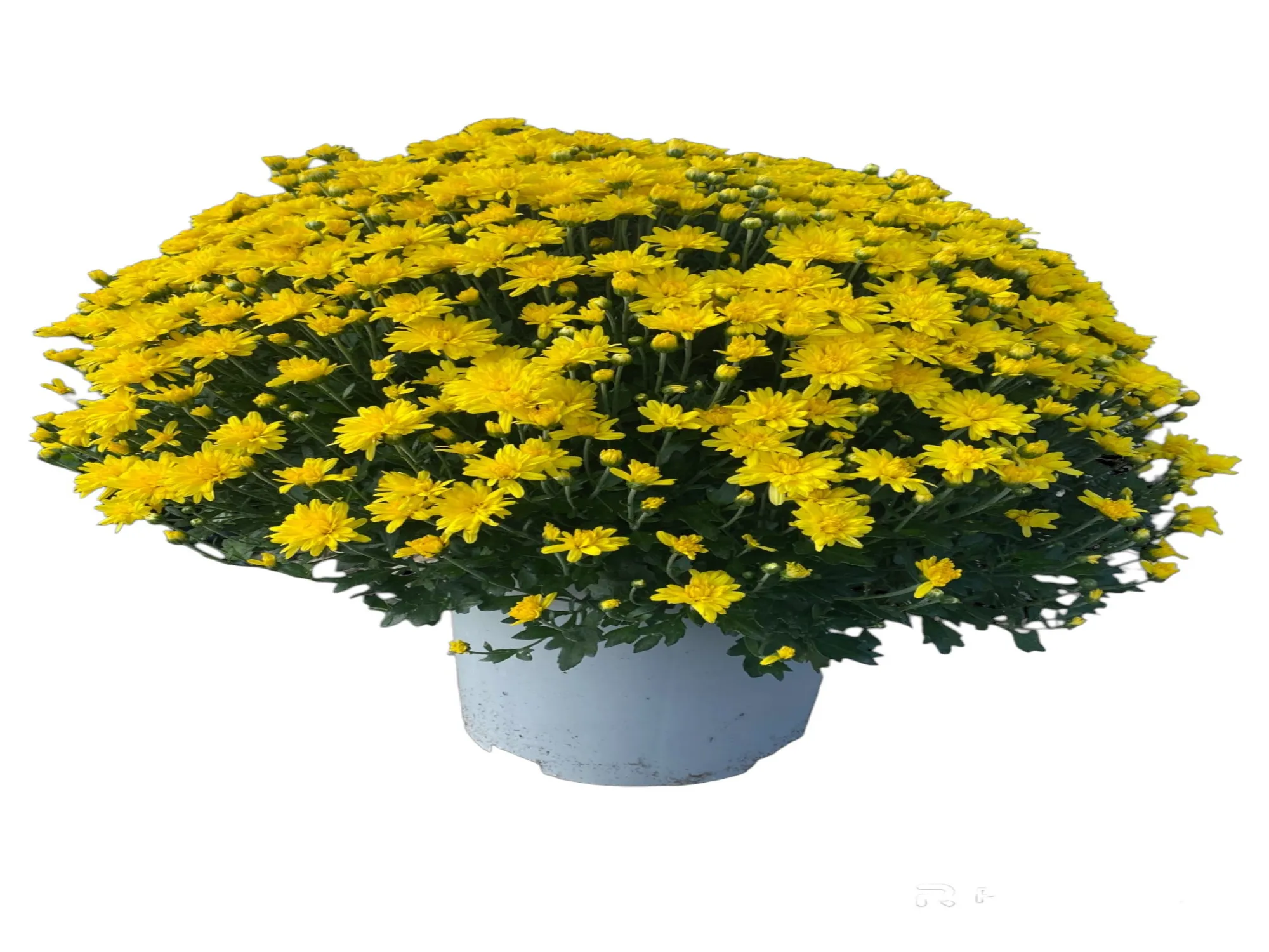 Kasımpatı (Chrysanthemum)