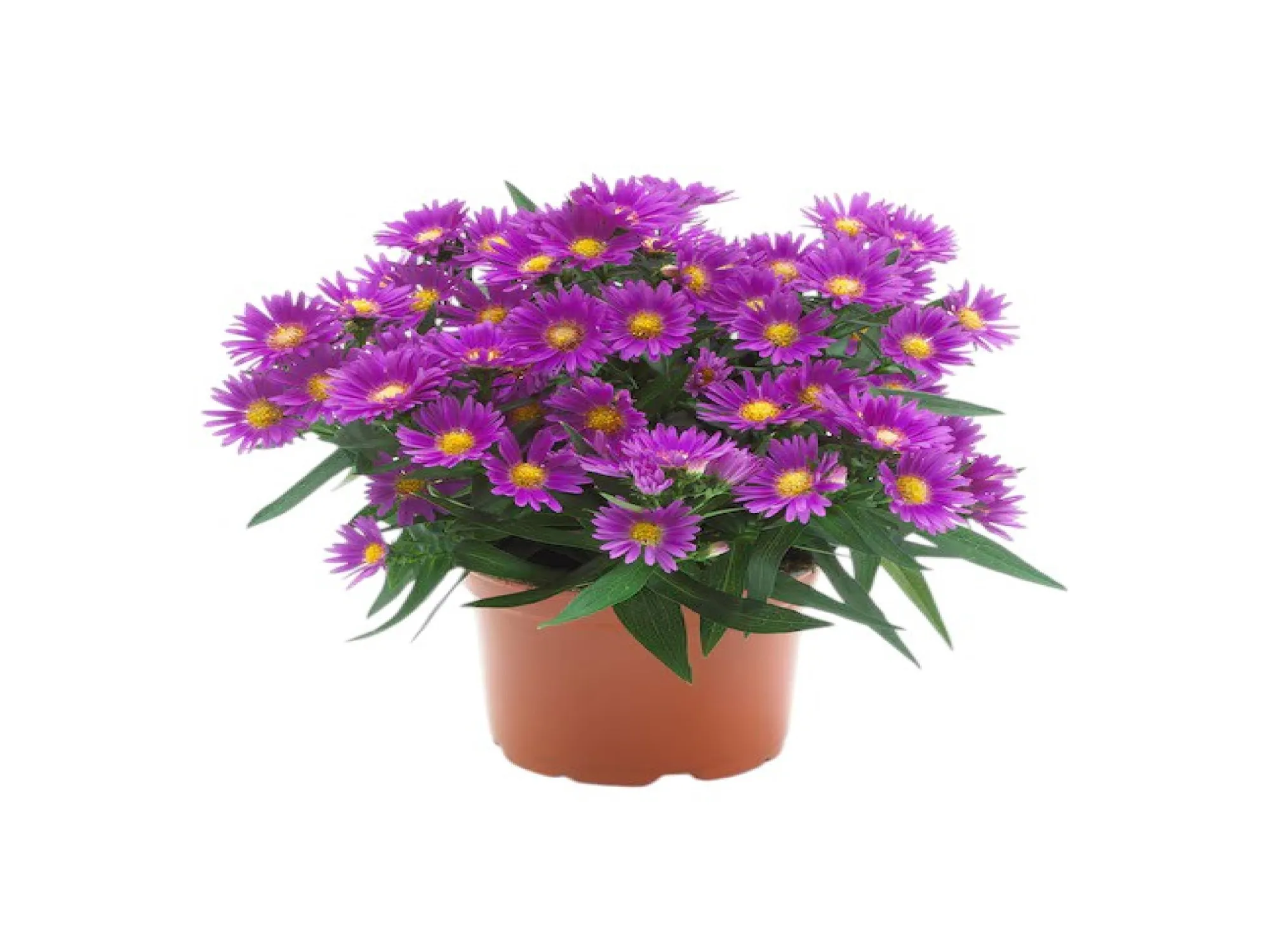 Kır Papatyası (Aster Alpinus)