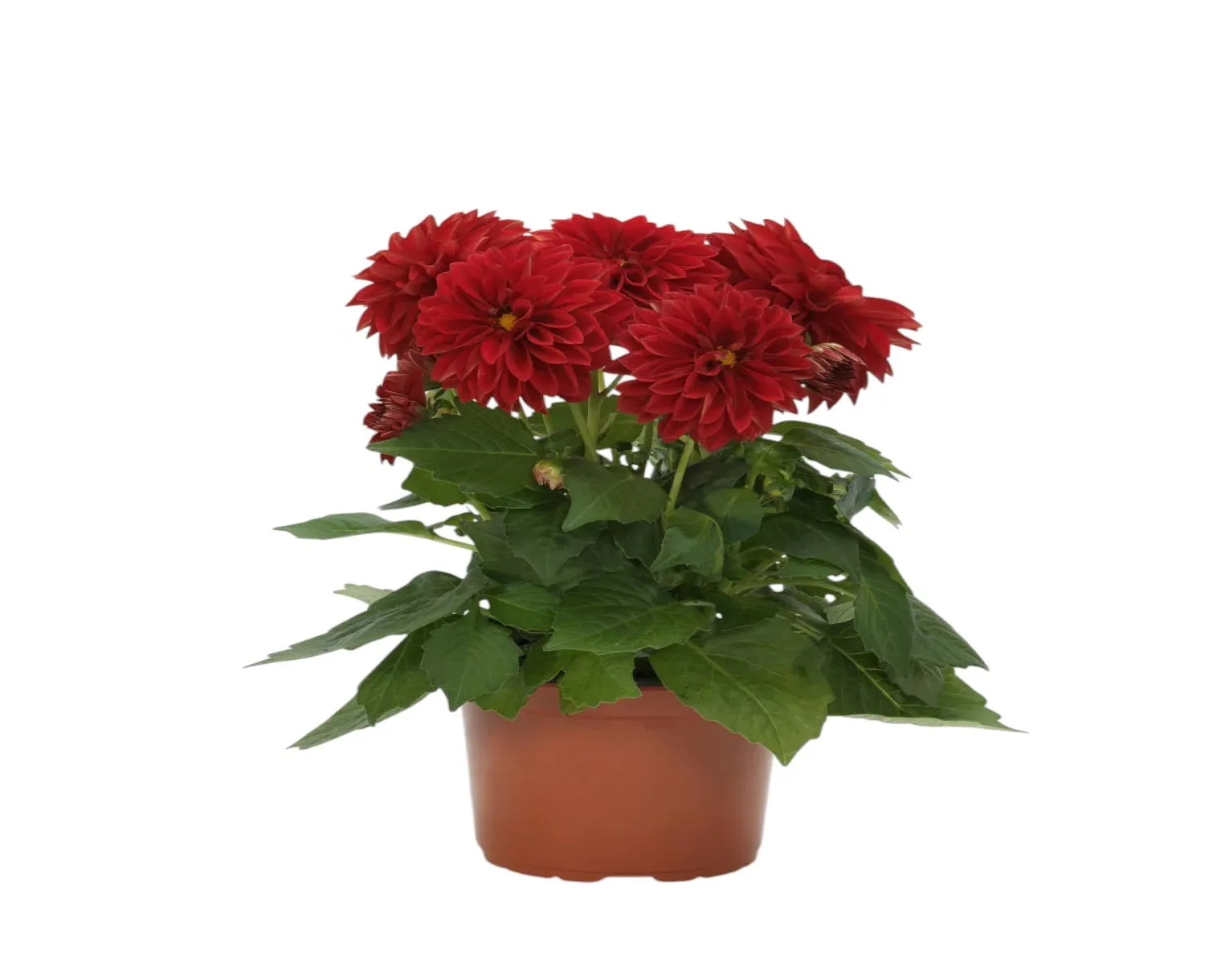 Yıldız (Dahlia)
