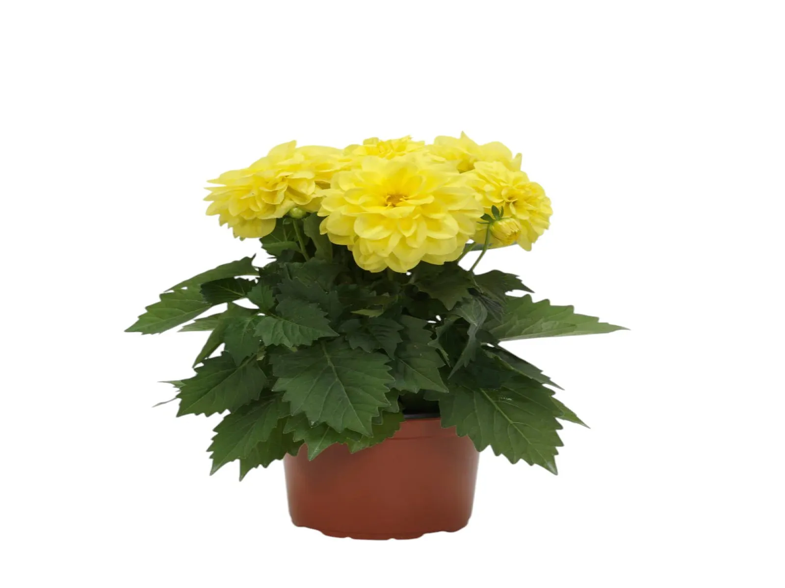 Yıldız (Dahlia)