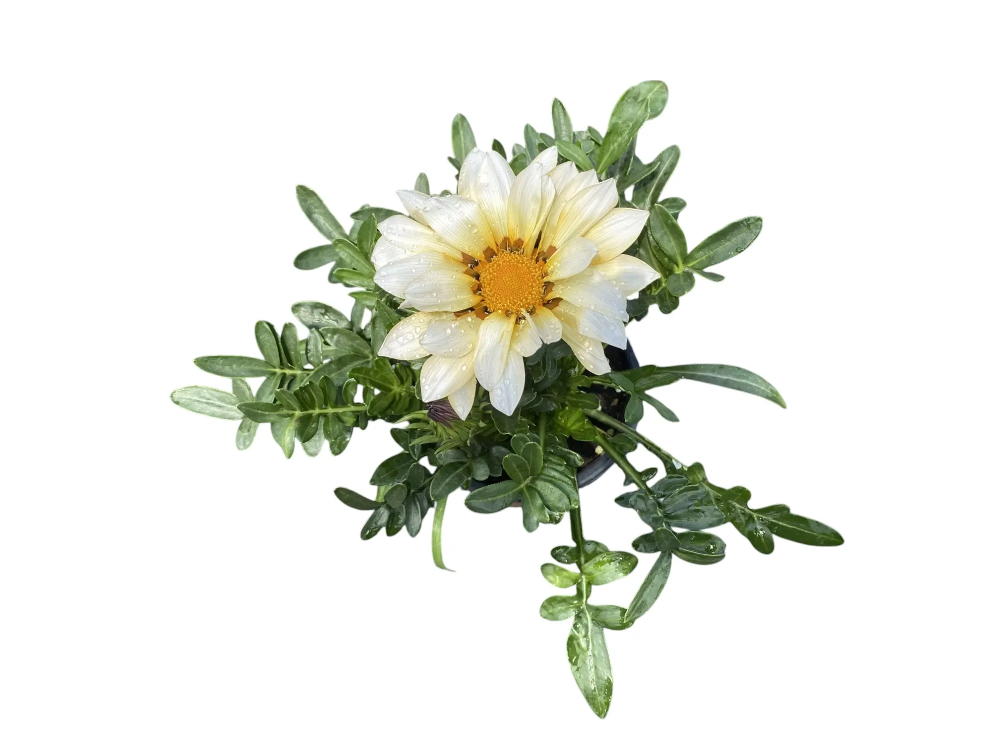 Gazanya (Gazania Rigens)