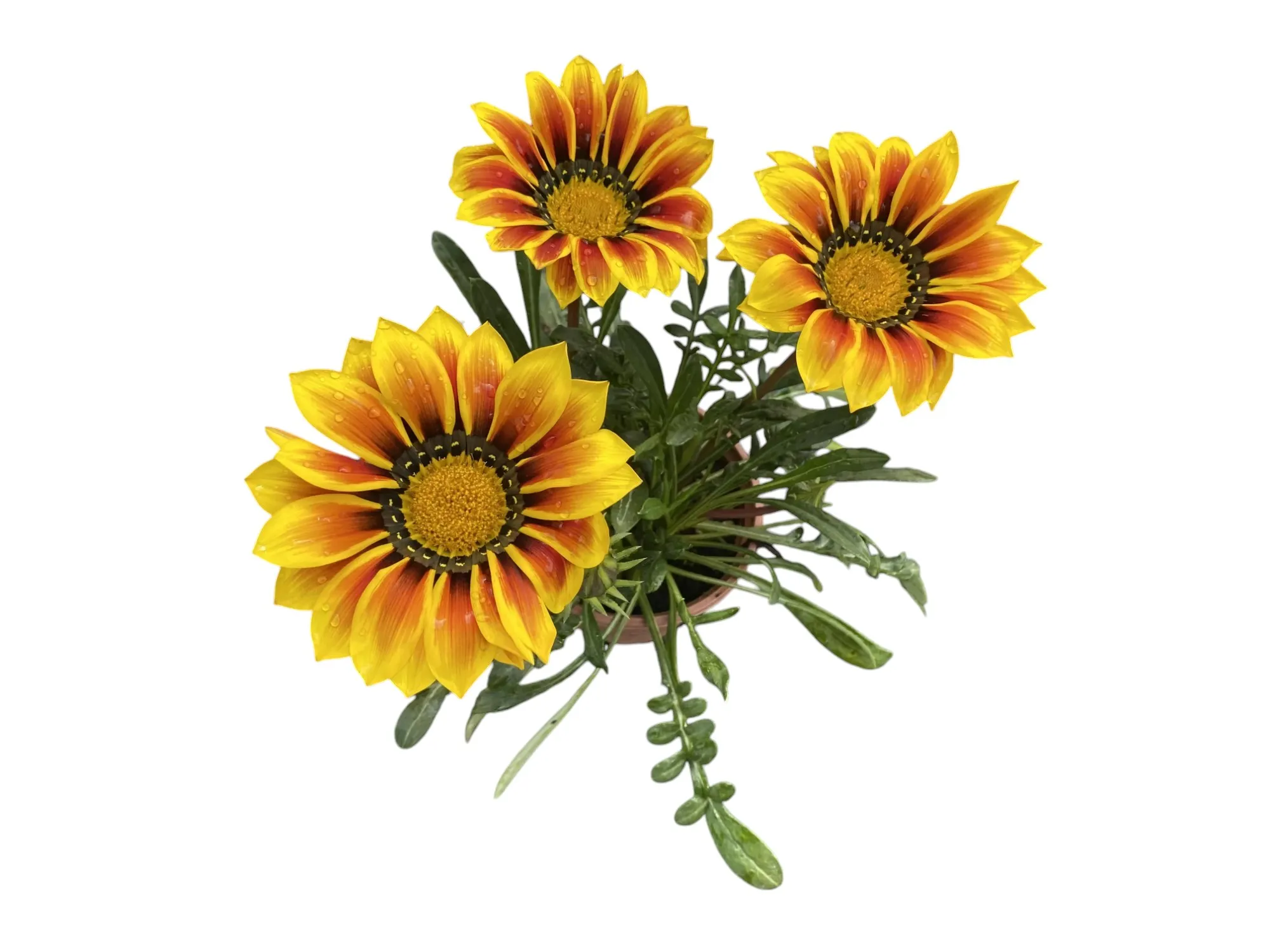 Gazanya (Gazania Rigens)