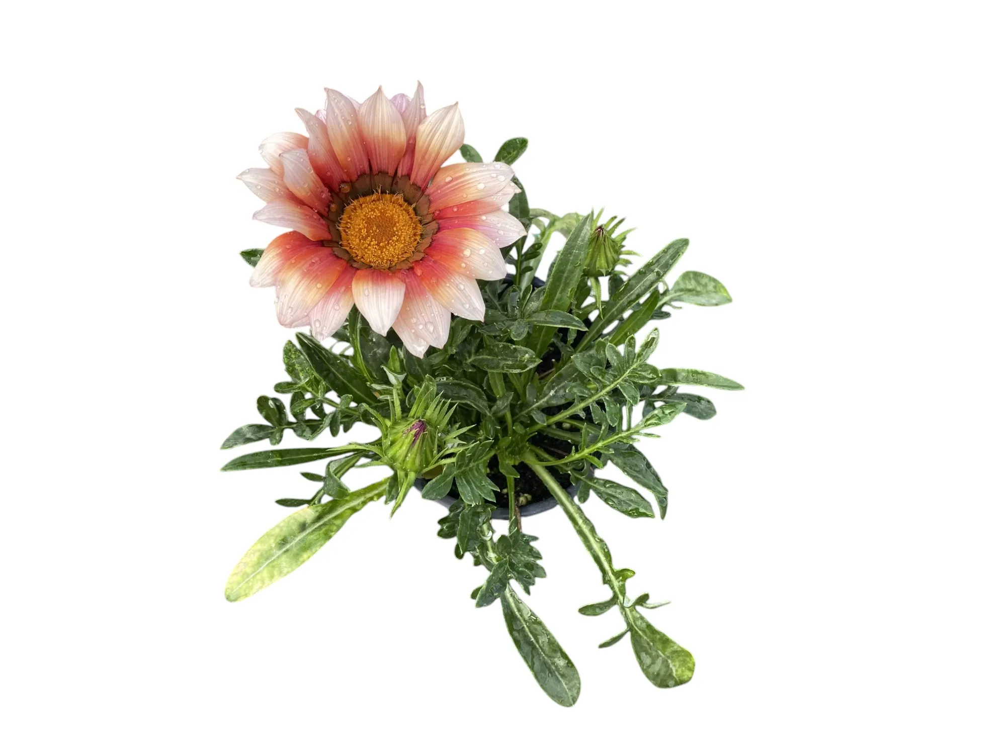 Gazanya (Gazania Rigens)
